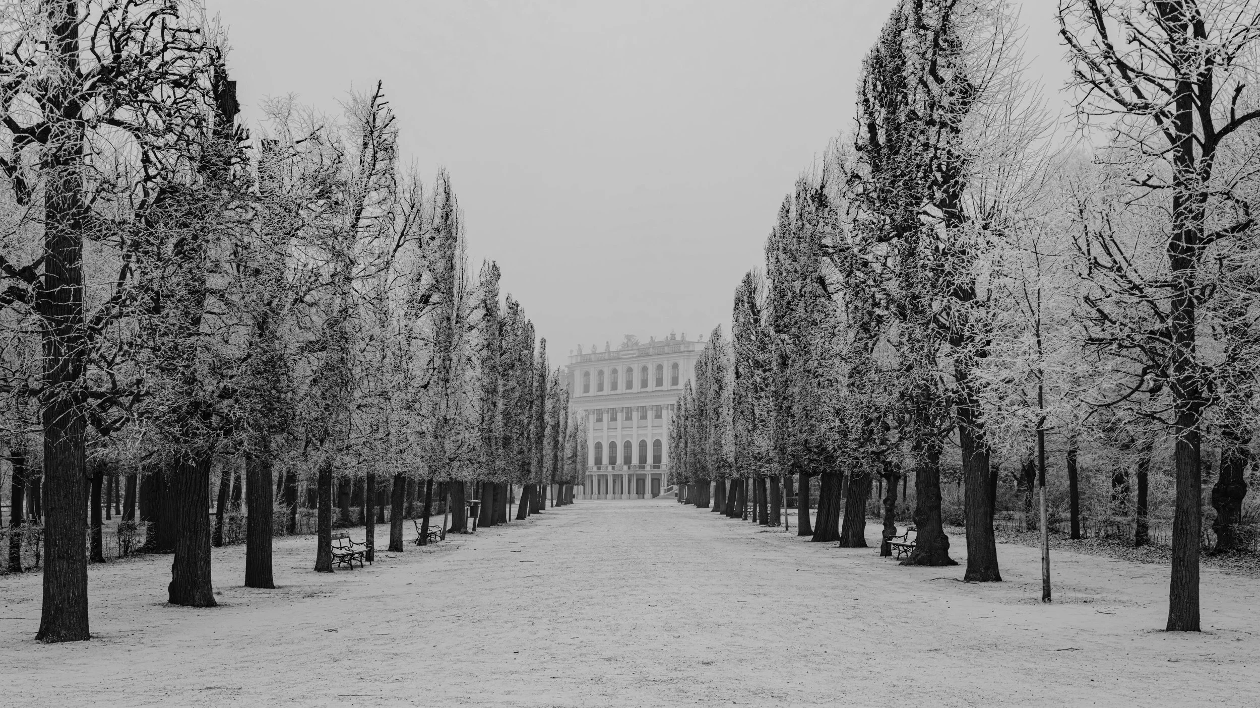 Black and white photo of a symmetrical lined pathway through snow-covered trees leading to a large classical building in the distance.