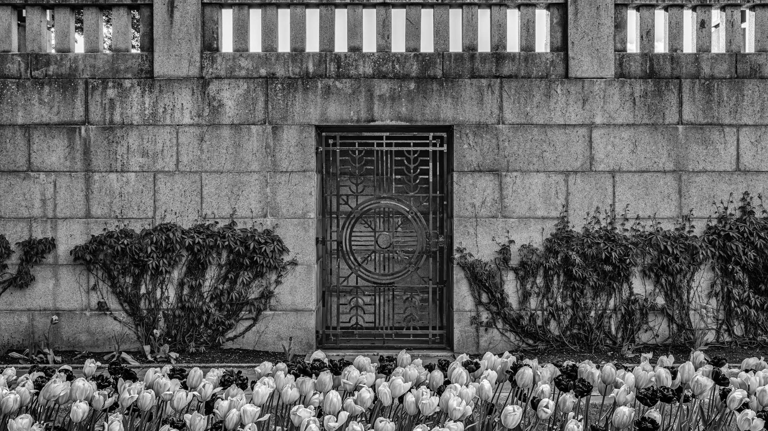 Black and white photo of a stone wall with a decorative metal gate in the center, surrounded by garden plants and tulips in the foreground.