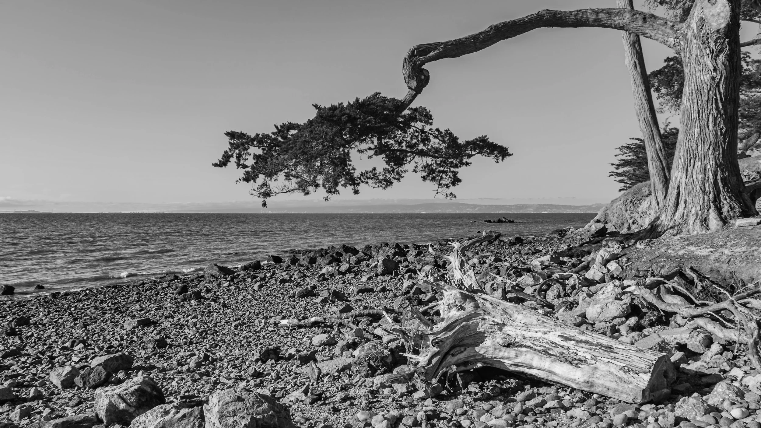 Black and white photo of a rocky beach with a large weathered driftwood log in the foreground and a leaning pine tree on the right side, overlooking the water with distant land on the horizon. San Francisco. California, USA.