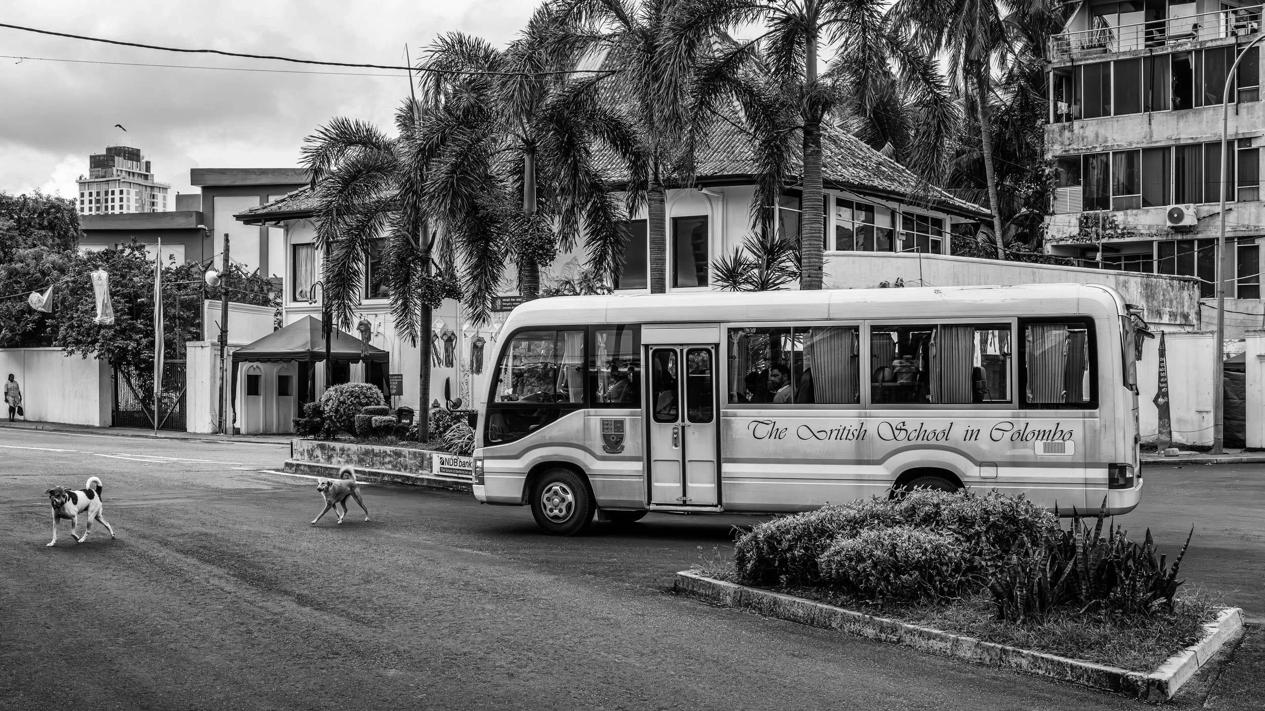 Black and white photo of a bus with the words "The British School in Colombo" parked on a street. There are people and dogs outside, palm trees, and buildings in the background.