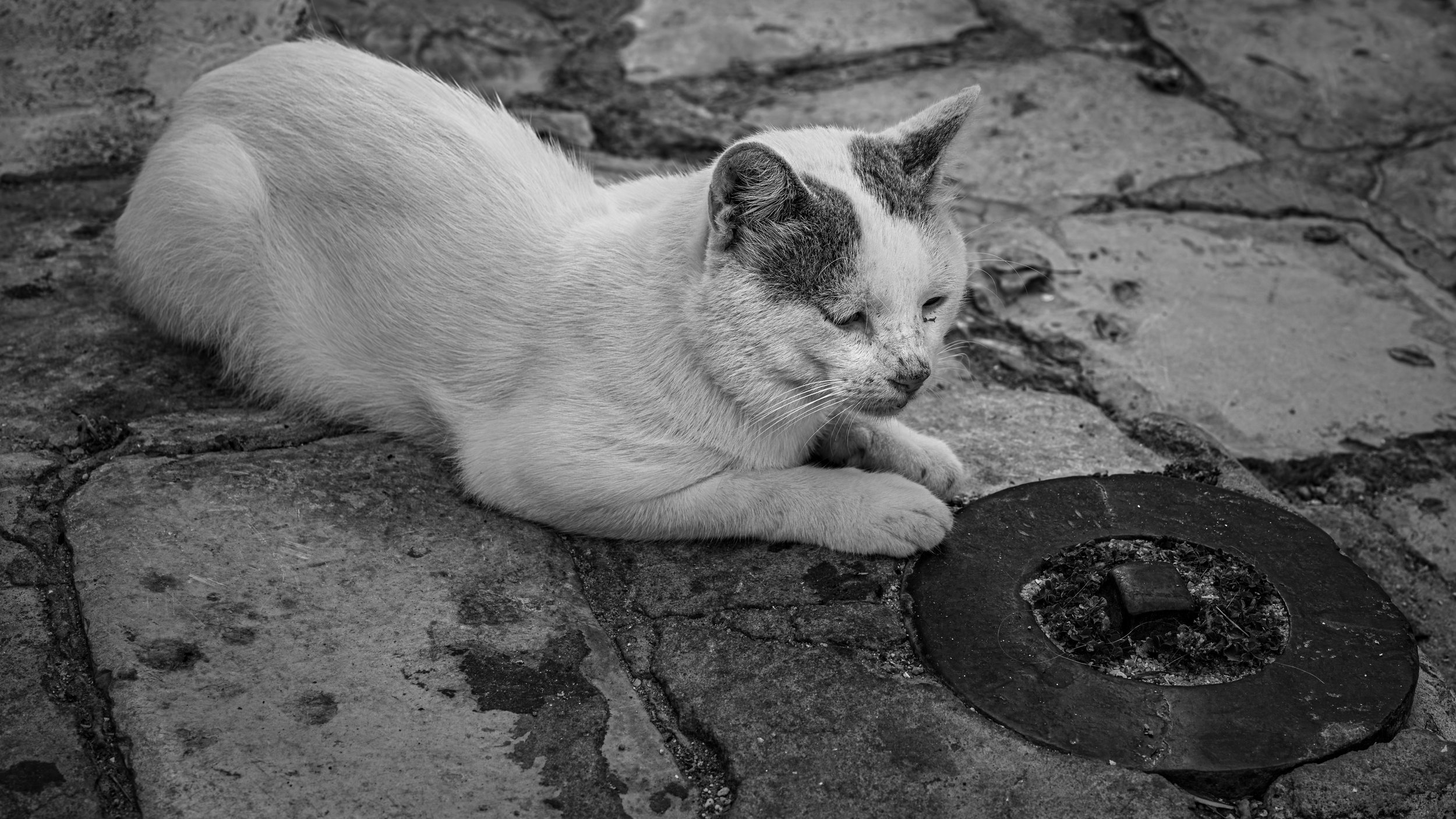 A black and white photo of a cat lying on cobblestone pavement with a round object in front of it.