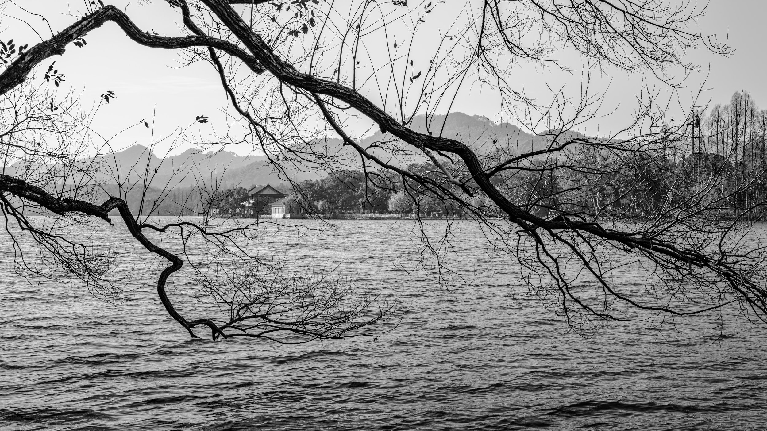 Black and white photo of a large lake with trees and mountains in the background. A prominent, leafless tree branch extends across the image front and center, with a small building near the shoreline.