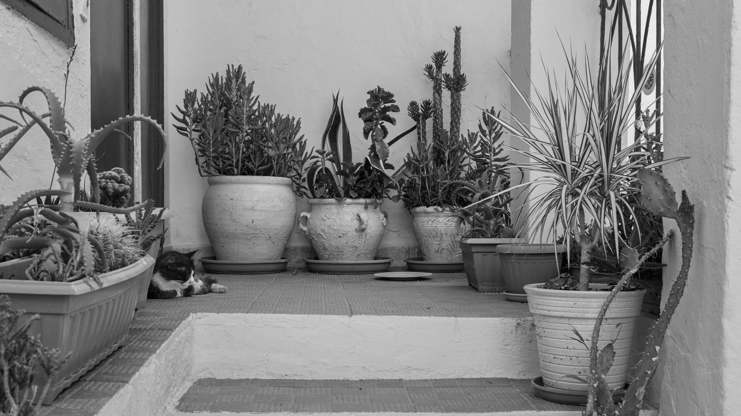 A black and white photo of a small outdoor patio with various potted plants, including cacti and succulents, along with a black and white cat lying on the tiled floor.
