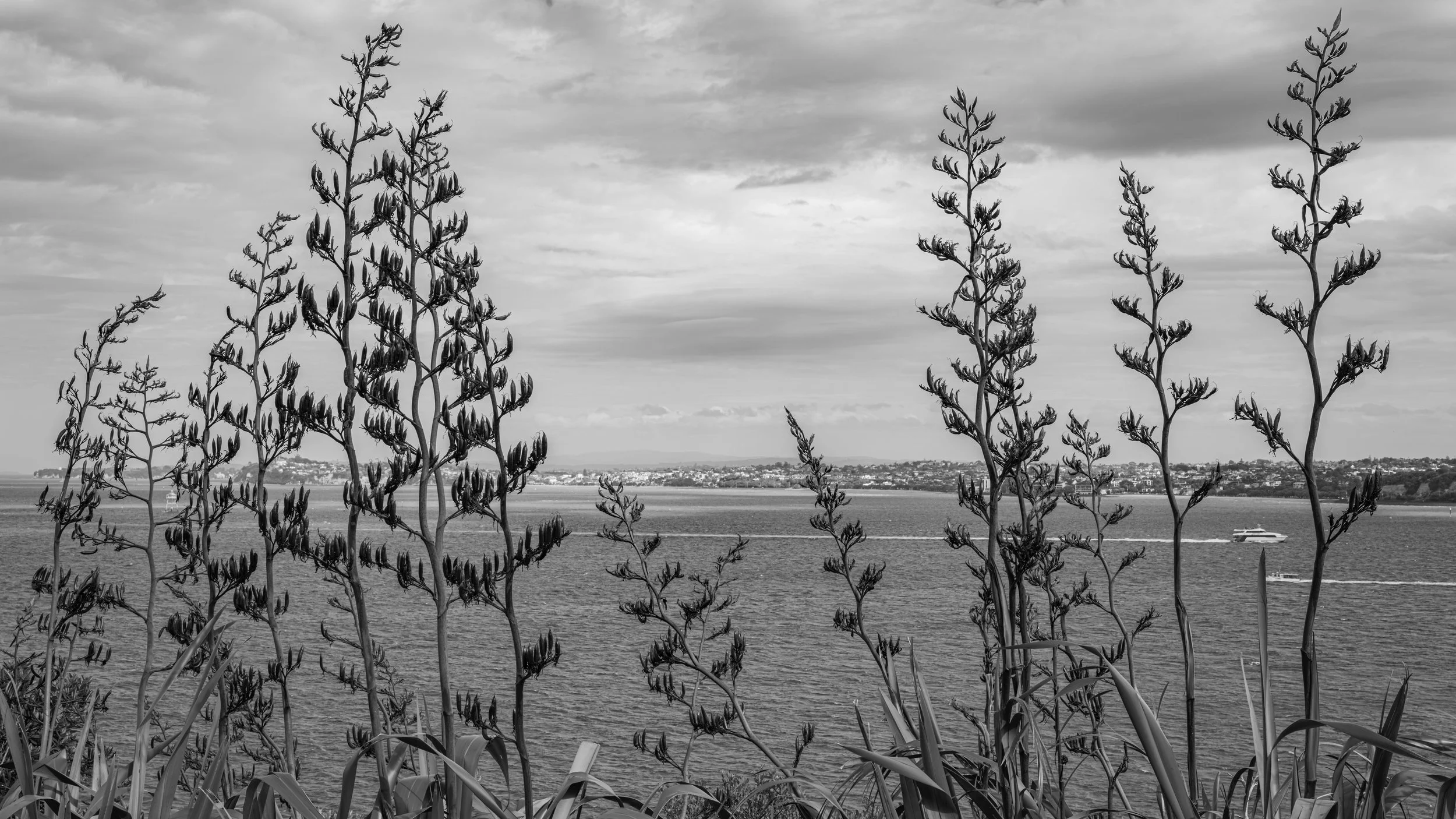 Black and white photo of tall, leafy plants in the foreground, with a large body of water, a boat, and a distant shoreline with buildings in the background.