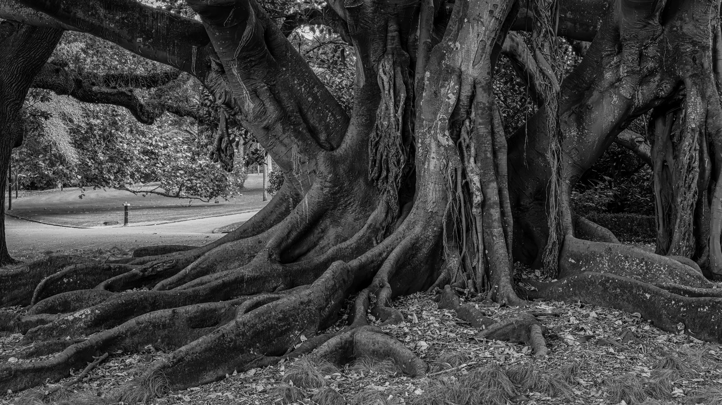 A large, old tree with expansive, thick roots spreading across the ground, situated in a park with a lawn and walking path visible in the background. The image is in black and white.