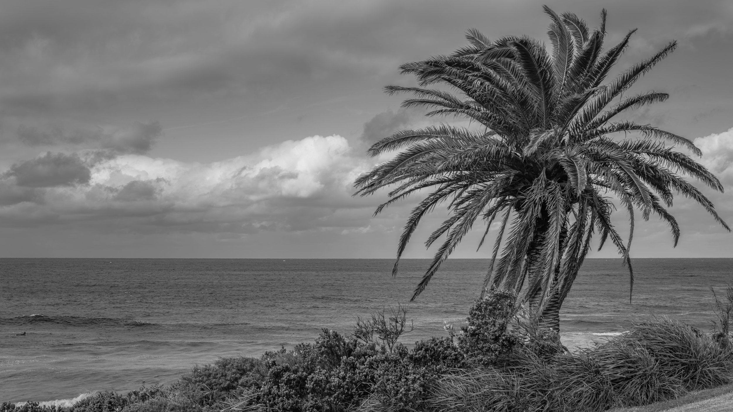 A black-and-white photo of a palm tree on a beach with the ocean in the background and clouds in the sky.