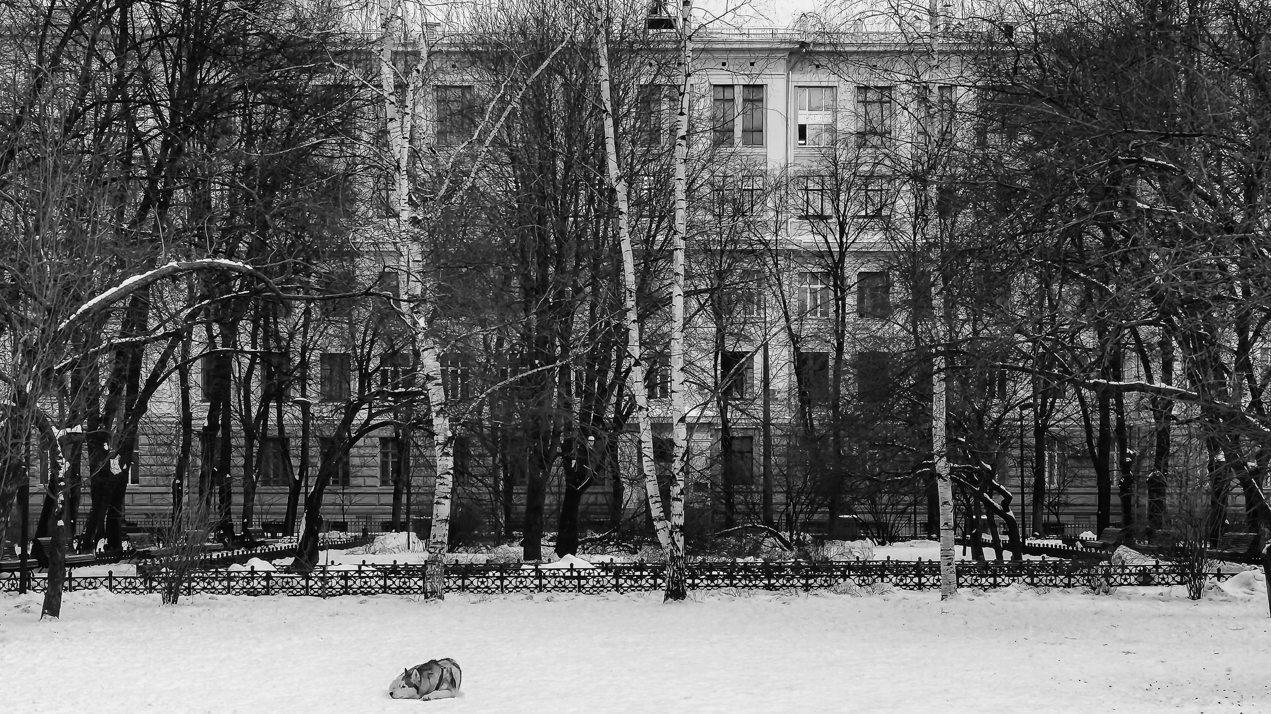 A snowy city park with a large historic building in the background, leafless trees, and a dog lying on the snow in the foreground. Moscow, Russia.