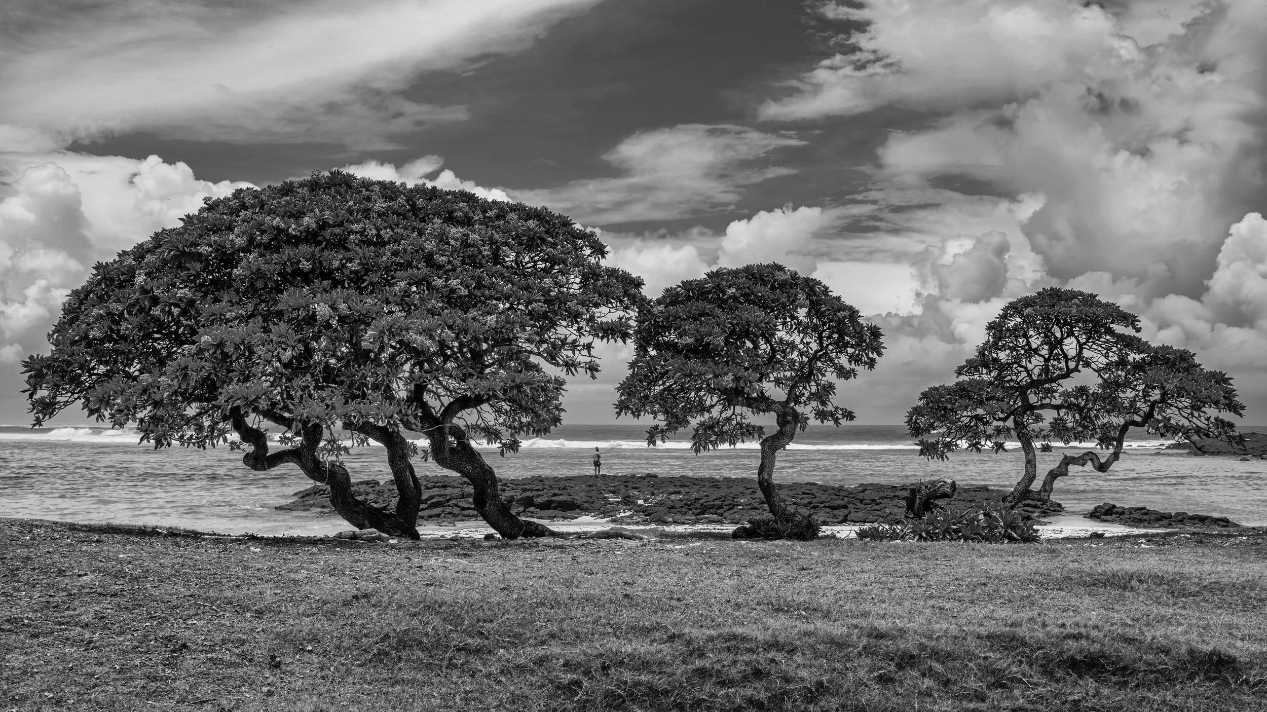 Black and white photo of a beach with three trees in the foreground and a person walking by the shoreline in the background.