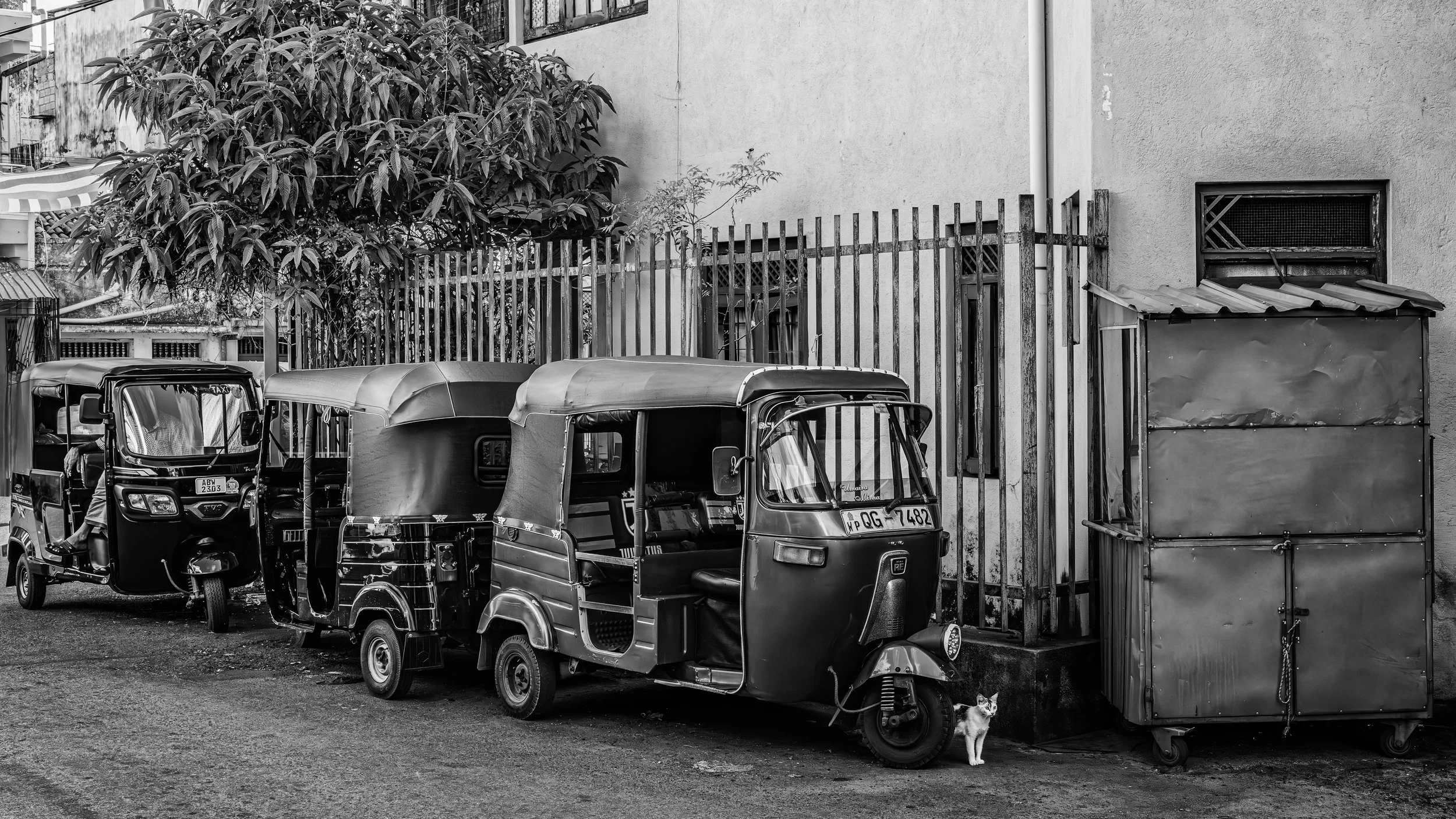 Black and white photo of three auto rickshaws parked beside a building with a large tree in the background. There is a cat standing near a large trash bin on the right side.