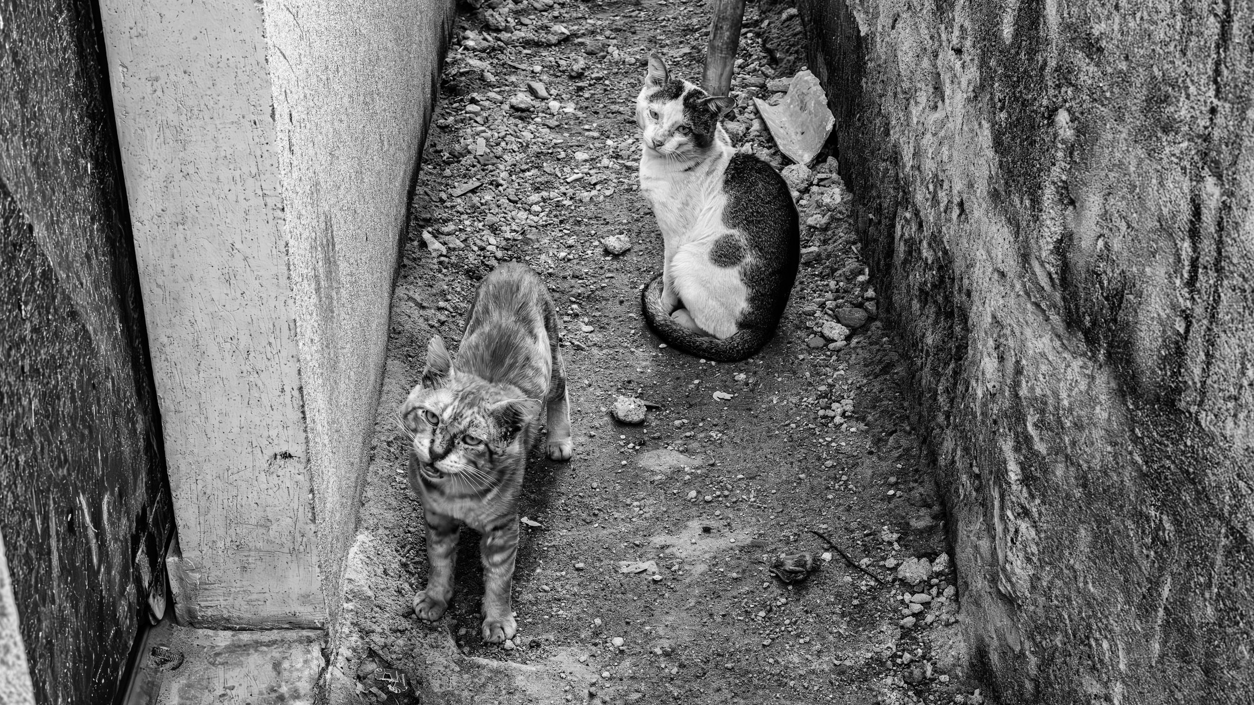 Two cats in a narrow outdoor alleyway with dirt ground and concrete walls on either side.