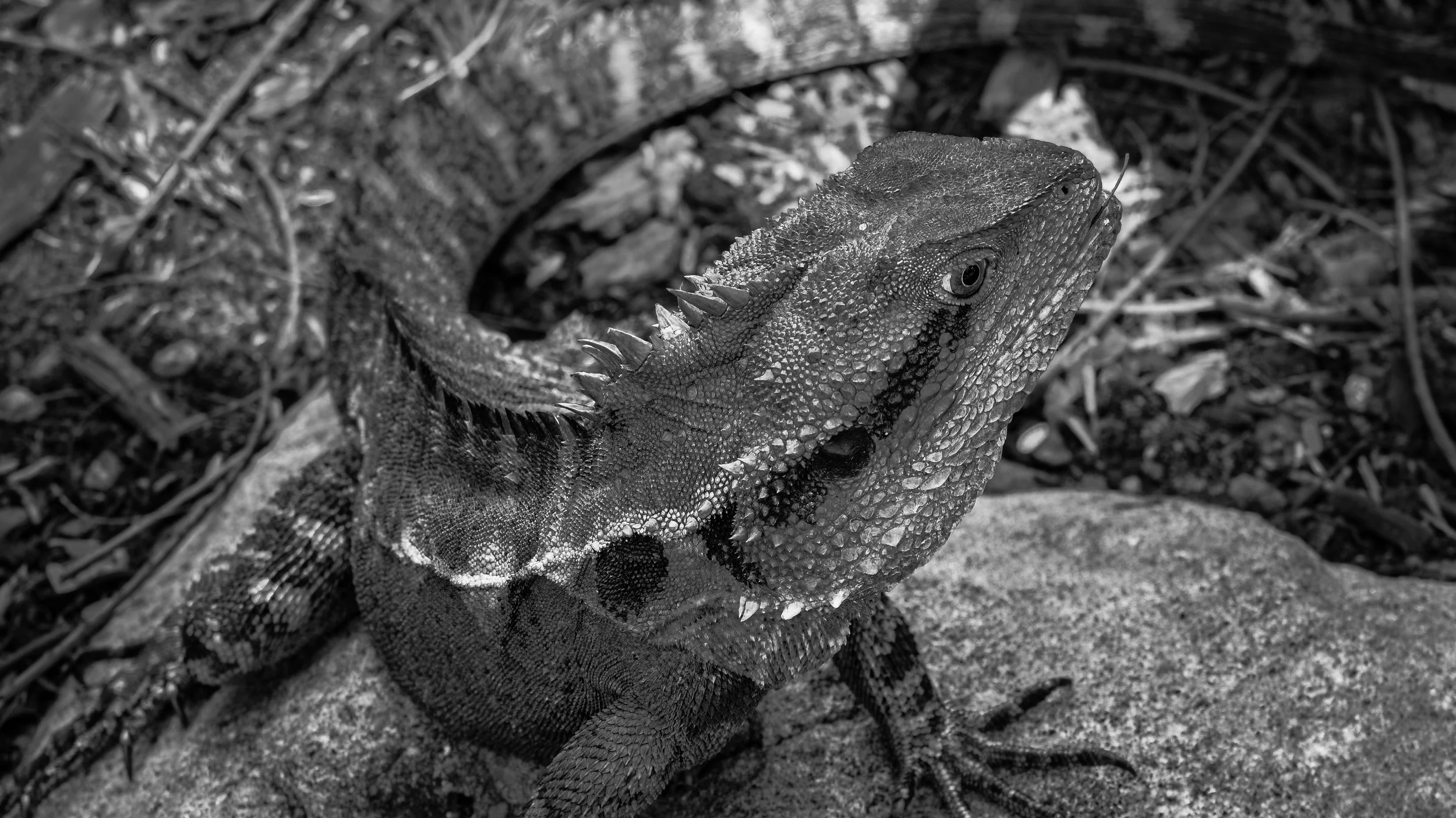 Close-up of a spiny lizard with rough scales and a crest on its back, resting on a rock among natural outdoor surroundings.