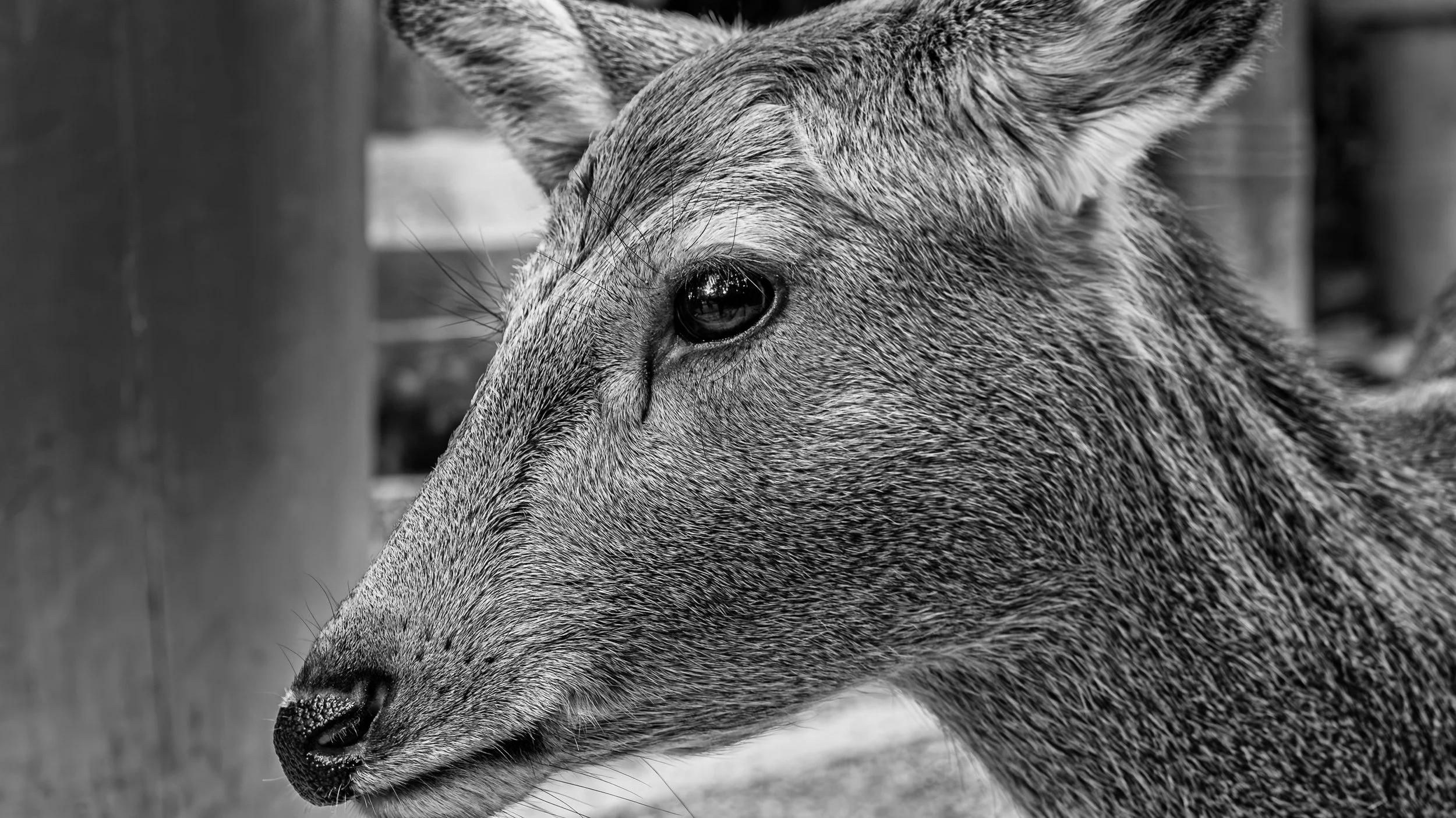 Close-up of a wolf in black and white, showing its face in profile with detailed fur texture and dark eye.