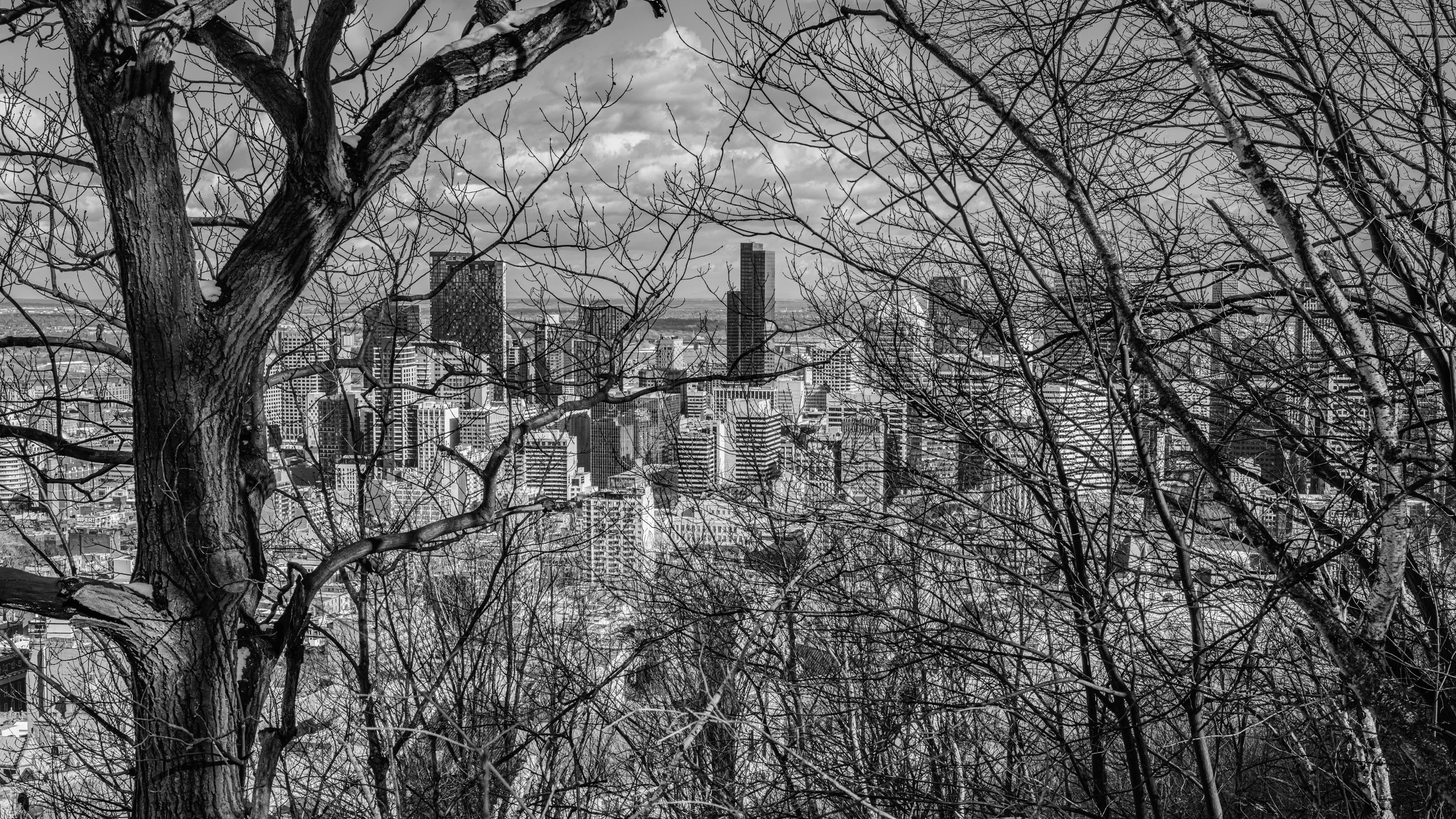 Black and white photo of leafless trees with a city skyline in the background, including tall buildings and cloudy sky.