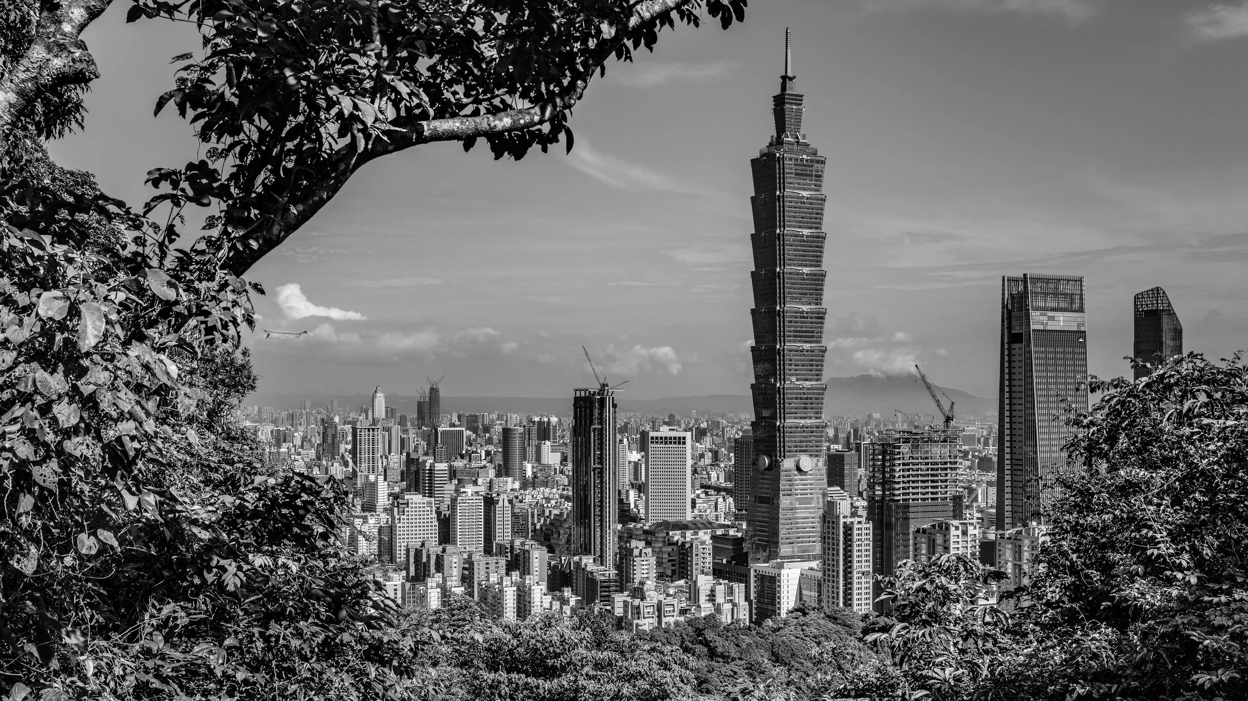 Black and white photo of Taipei 101 skyscraper in Taipei, Taiwan, seen through a natural frame of tree branches and leaves.