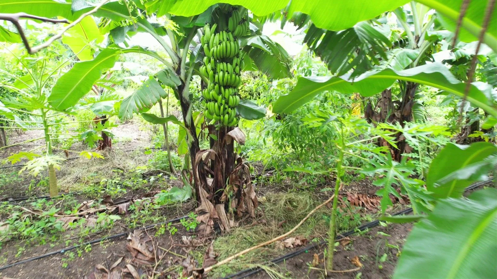 WhatsApp Image 2023-11-10 at 06.24.135.jpeg