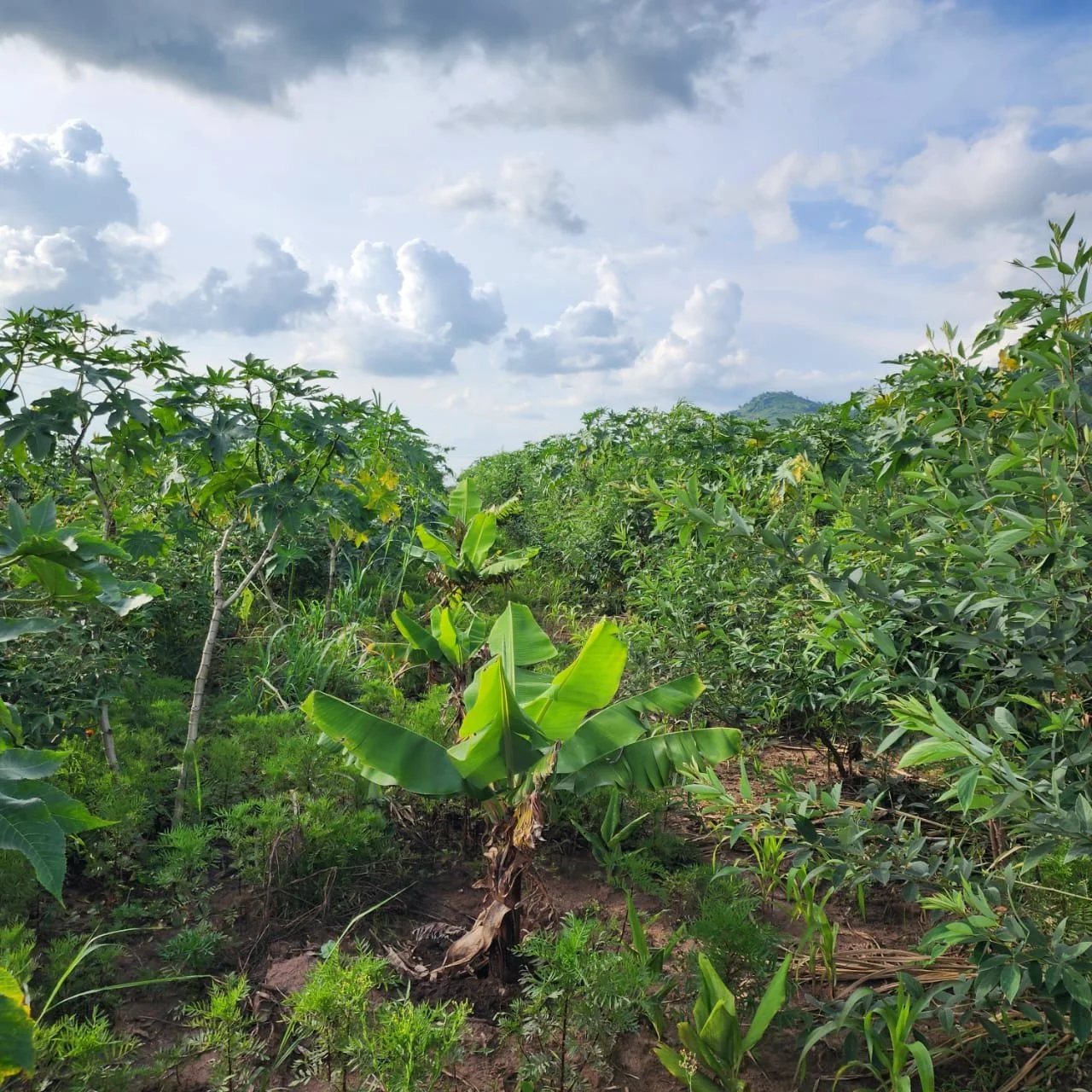 WhatsApp Image 2024-02-18 at 12.53.173.jpeg