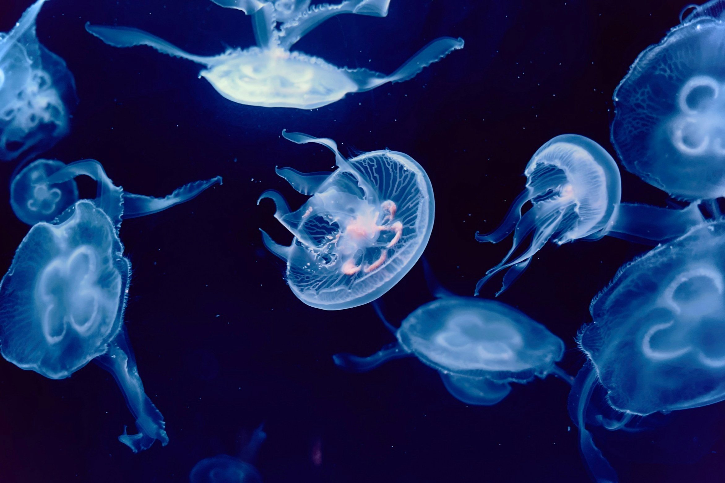 Diving Deep to Our Conscious Emotional Intelligence