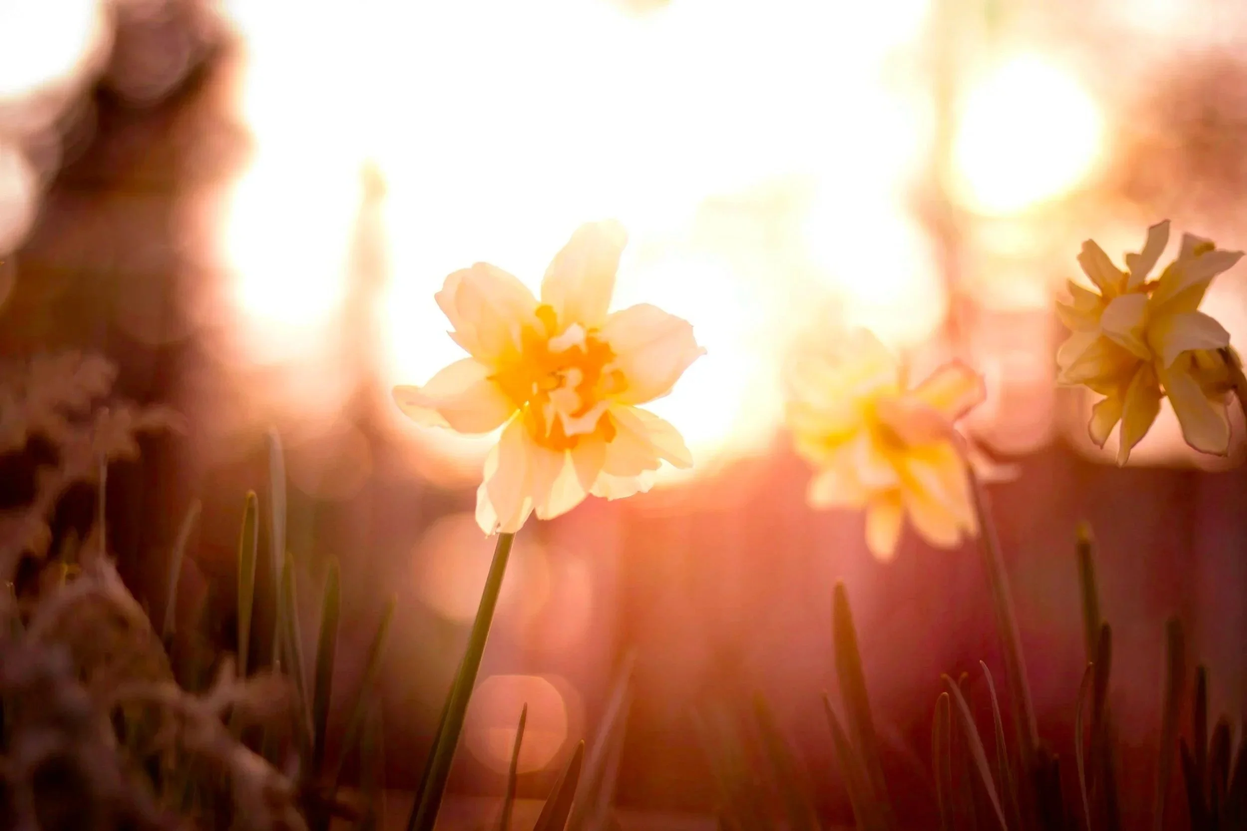 Spring Equinox- Rebirthing of Self 