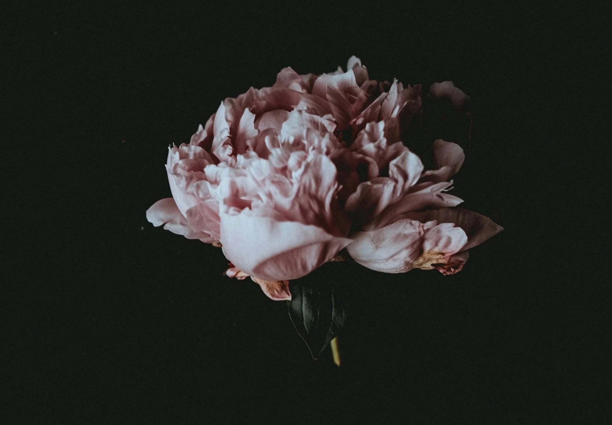 Photo 3 by Annie Spratt on Unsplash.jpg