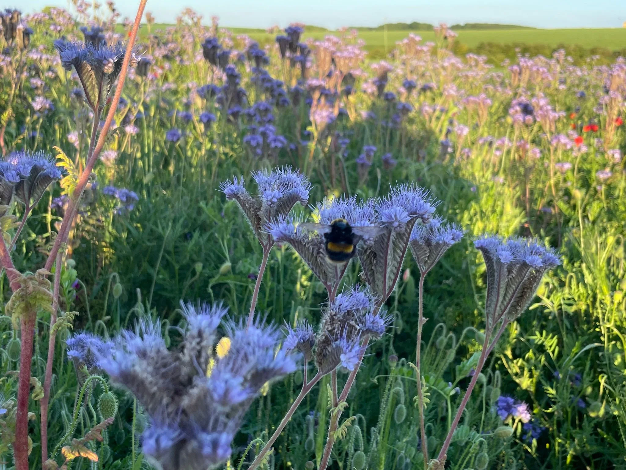 Celebrating biodiversity at Acorn Hollow 
