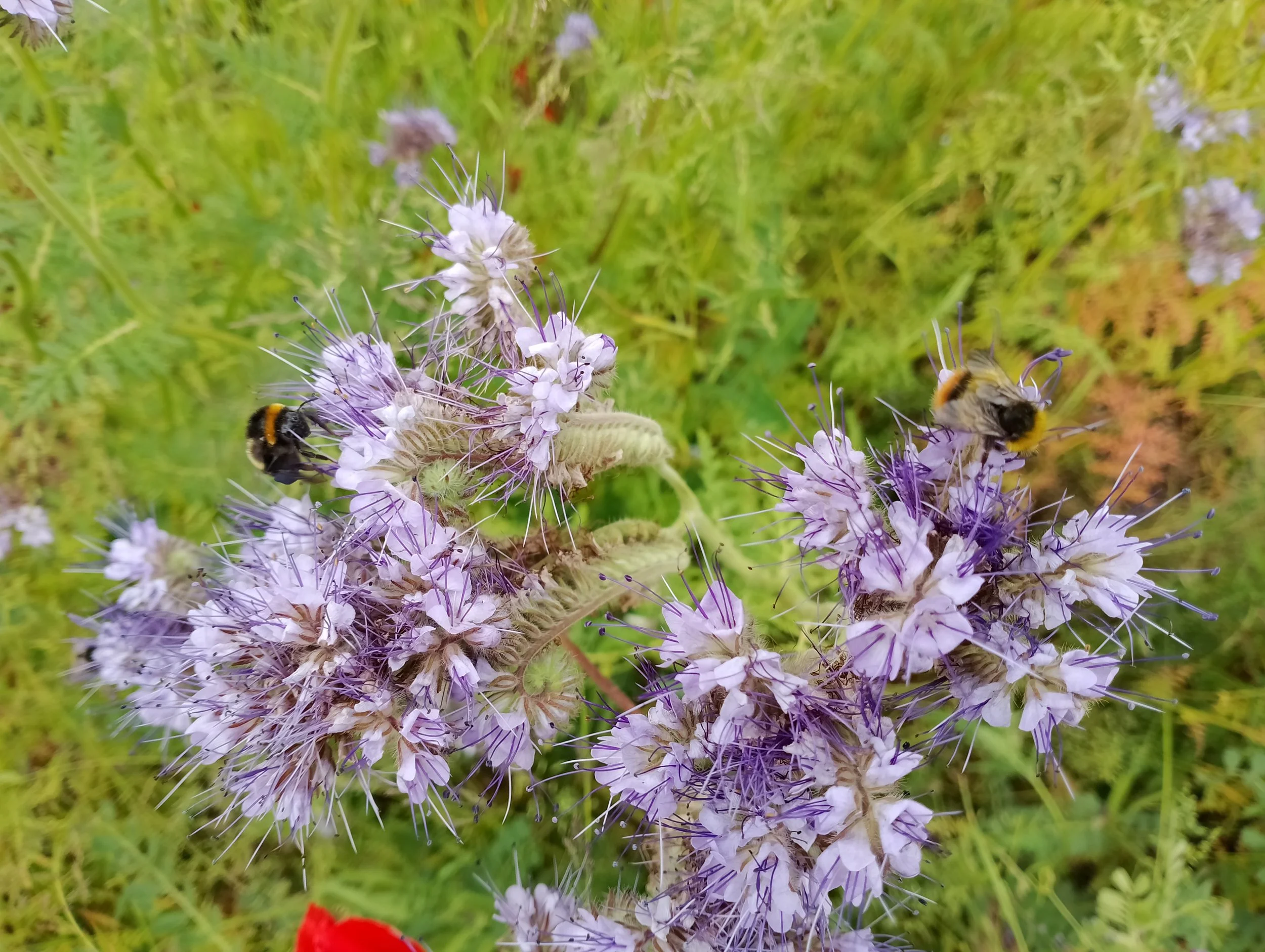 The importance of bees 