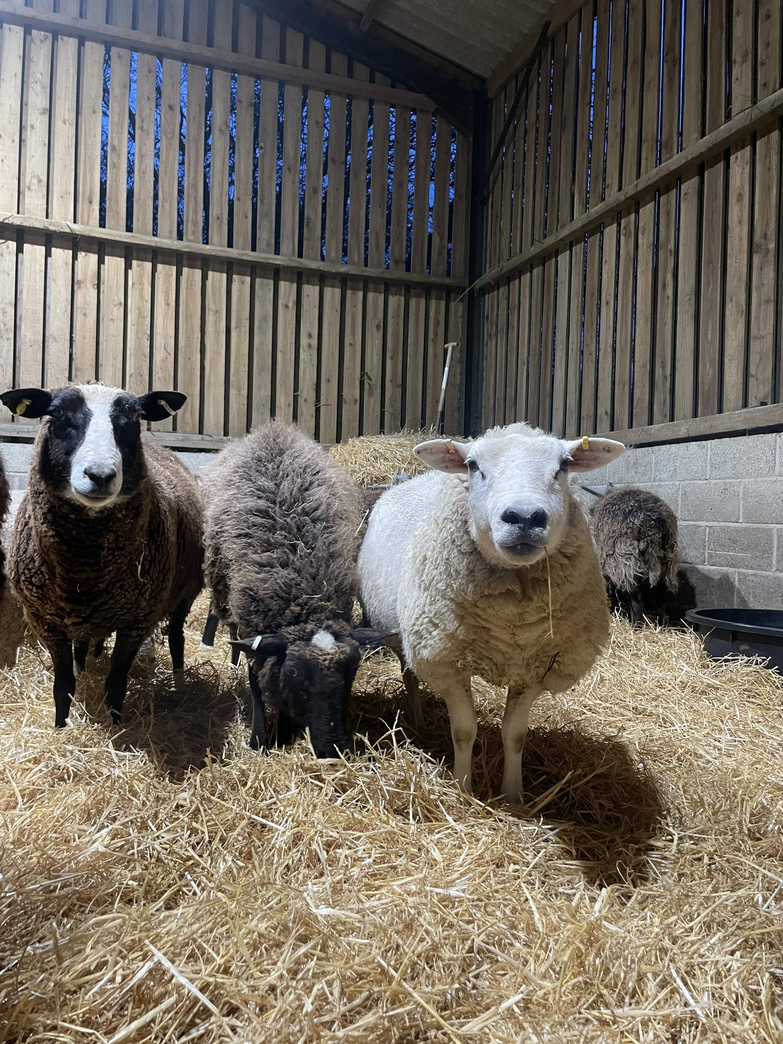 Hands-On Lambing Experience - 31st March 6pm until 8pm