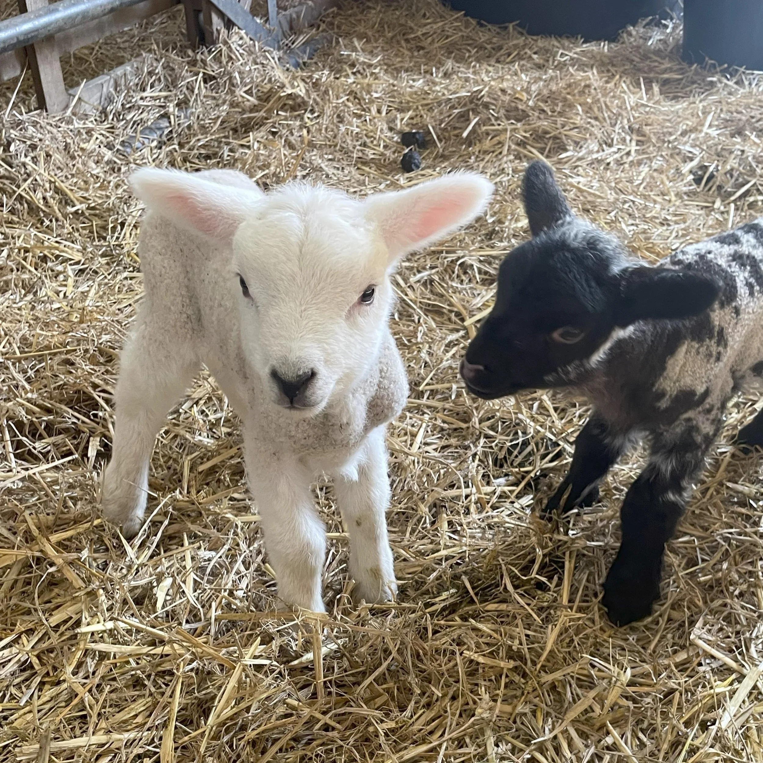 Learning on the Farm - Spring - 27th March at 2pm