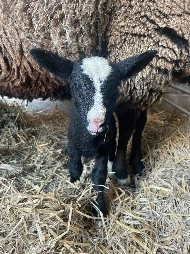 lamb.JPG (Copy) (Copy) (Copy) (Copy)