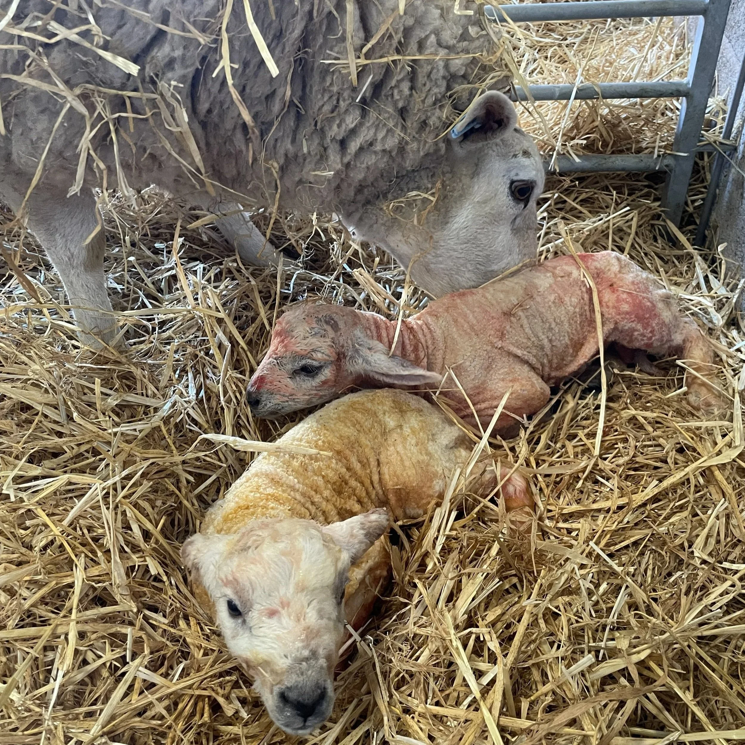 lambing+new+born.jpg