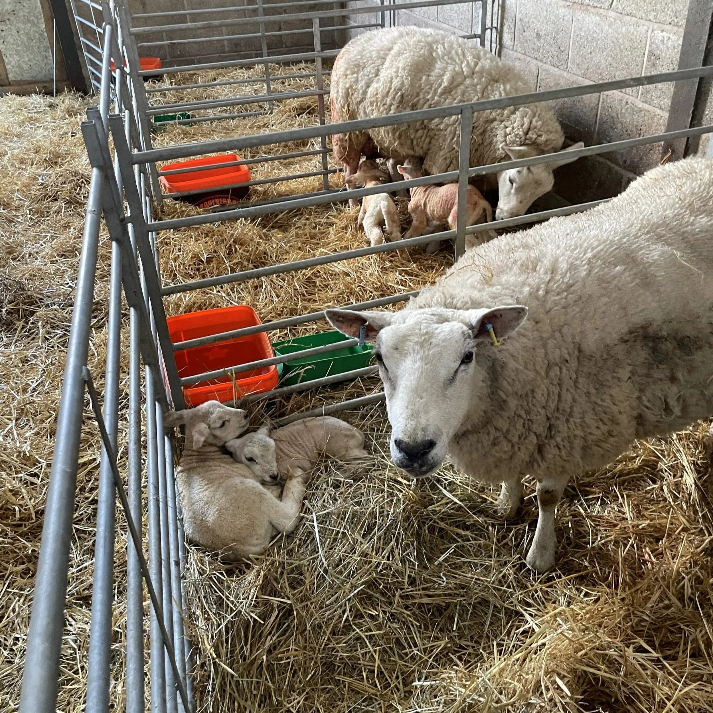 lambing+shed+3.jpg