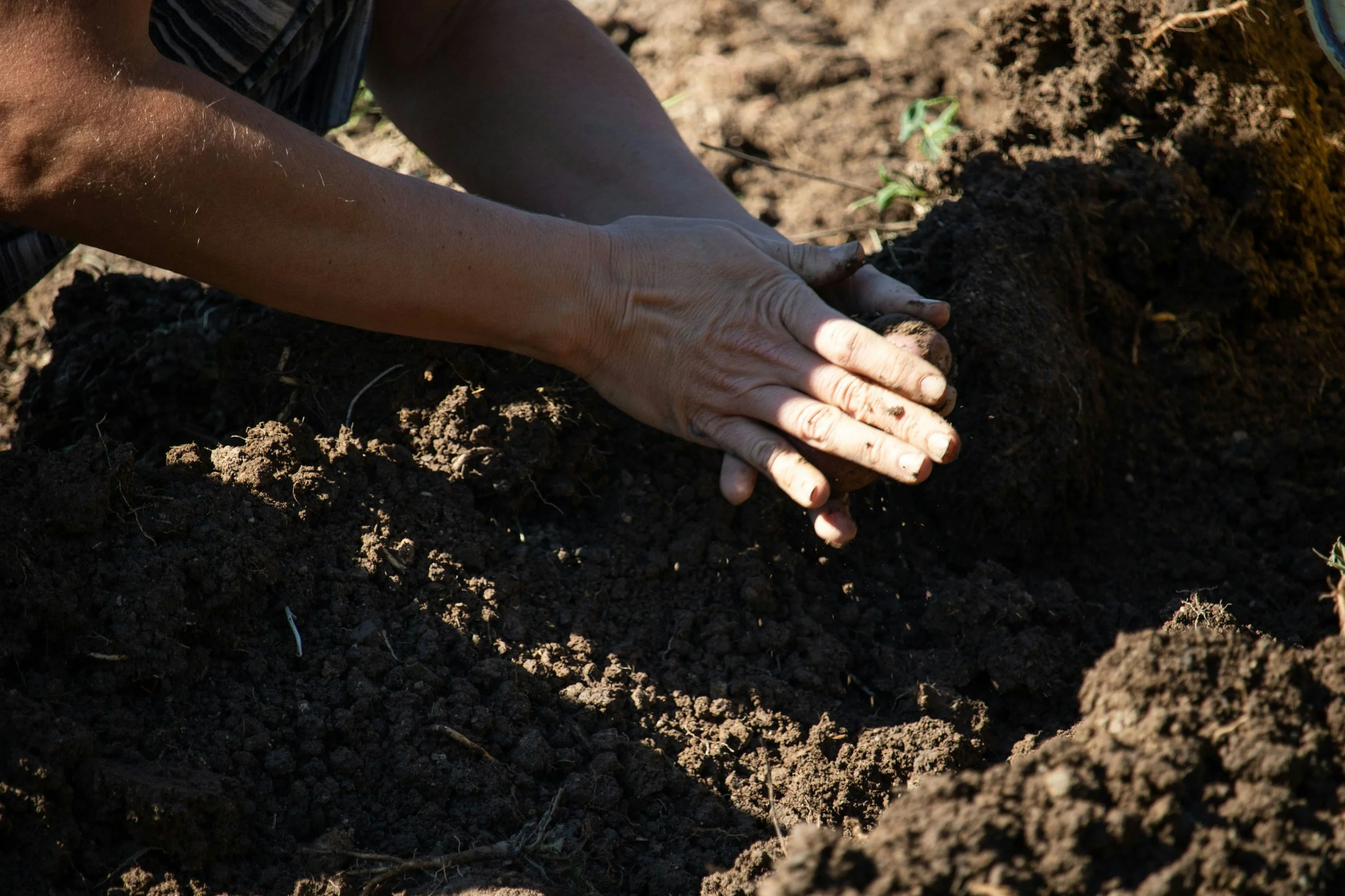 How to Properly Plant New Flowers and Plants