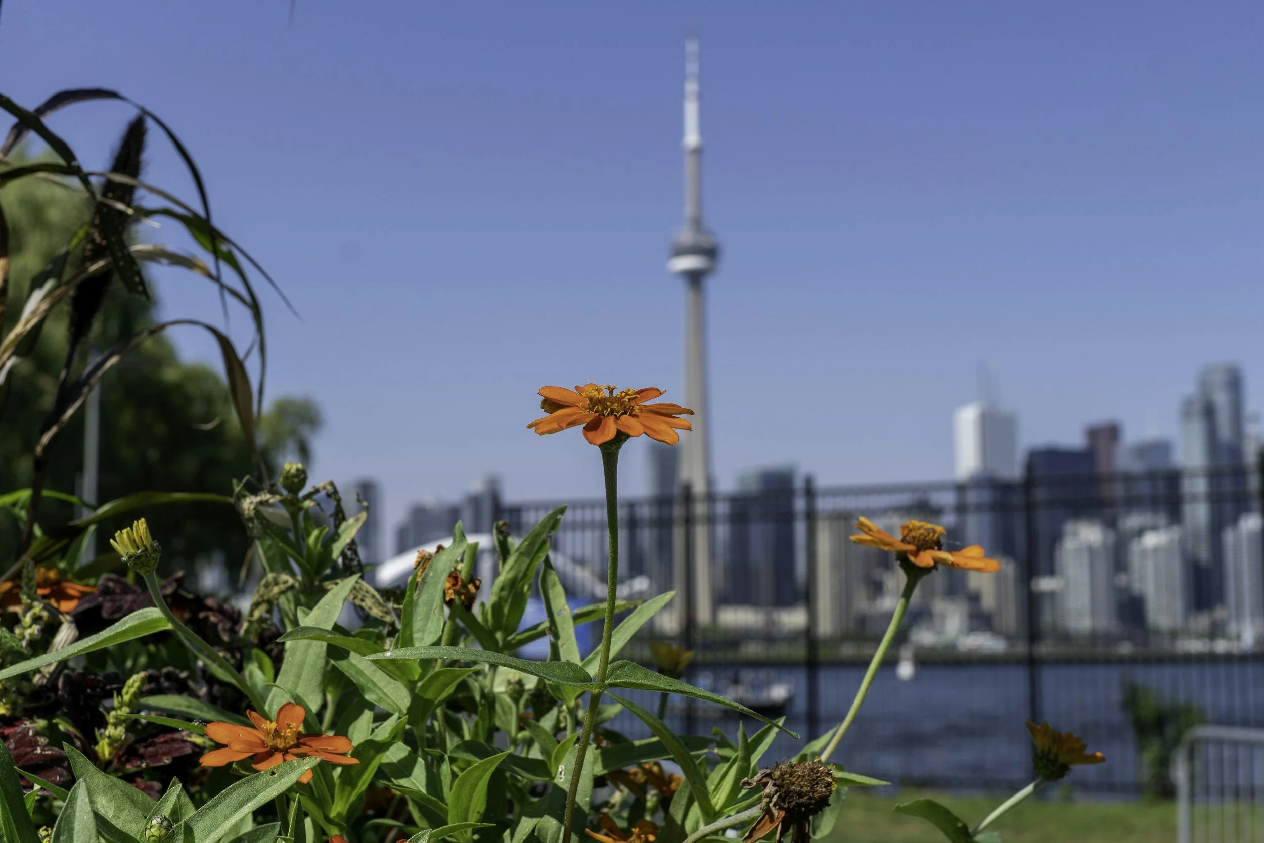 Drought-Proof Gardening in Ontario: A Beginner’s Guide