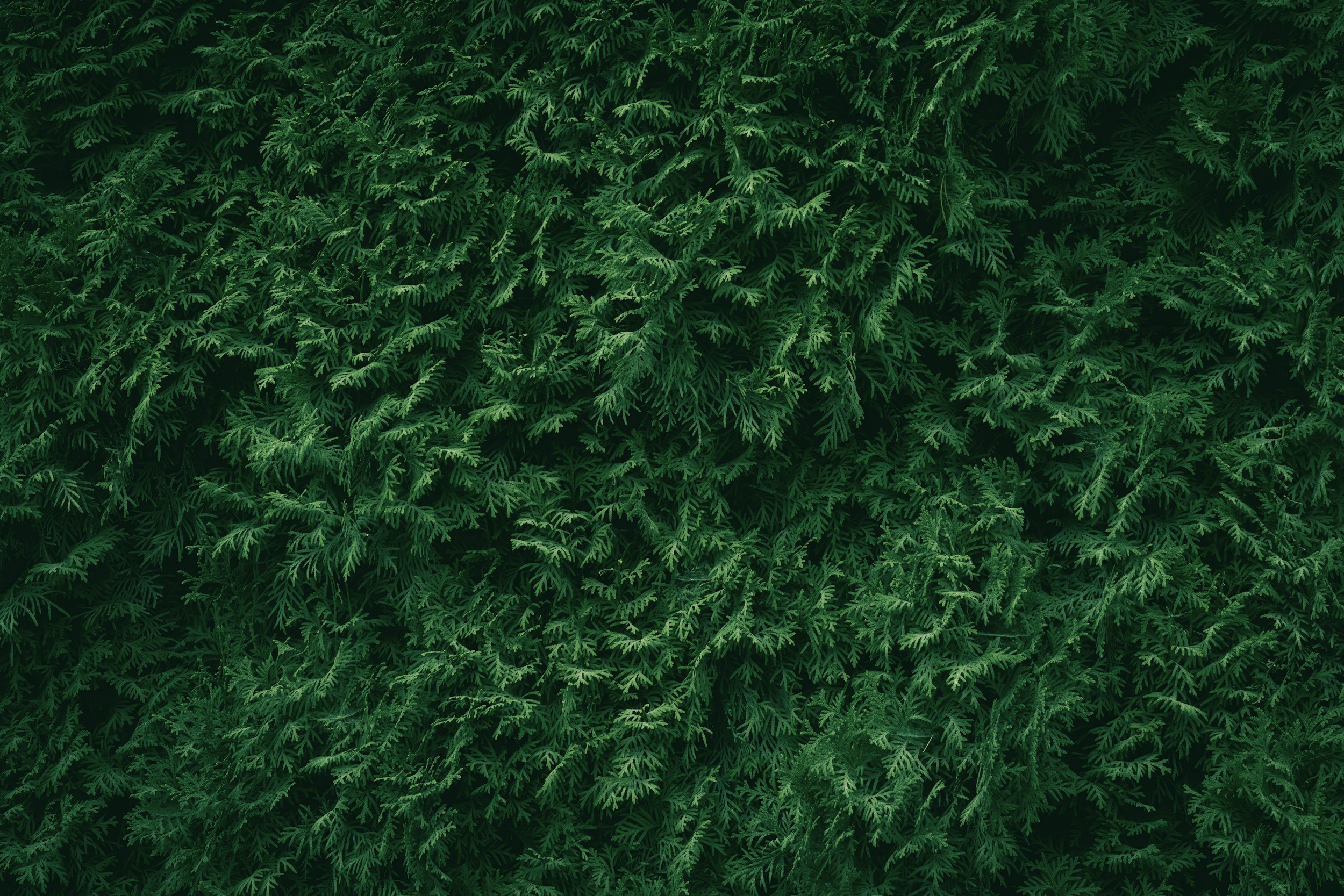 unsplash-image-YE0tHhKFbcE.jpg