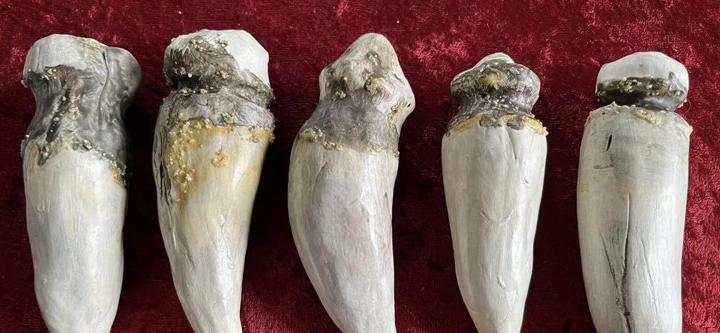 Kevoan Dragon Tooth (Shear-Spine tooth) Replica