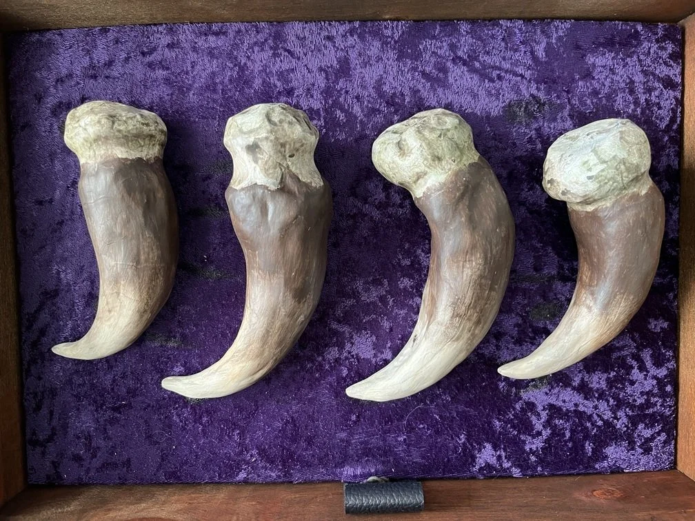 Kevoan Dragon Claw (cow)