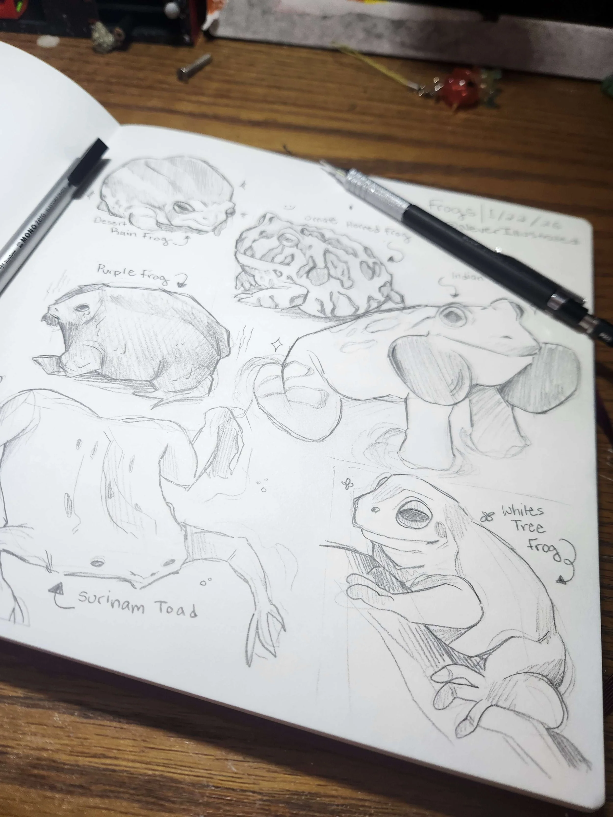 Frog Studies, Graphite.