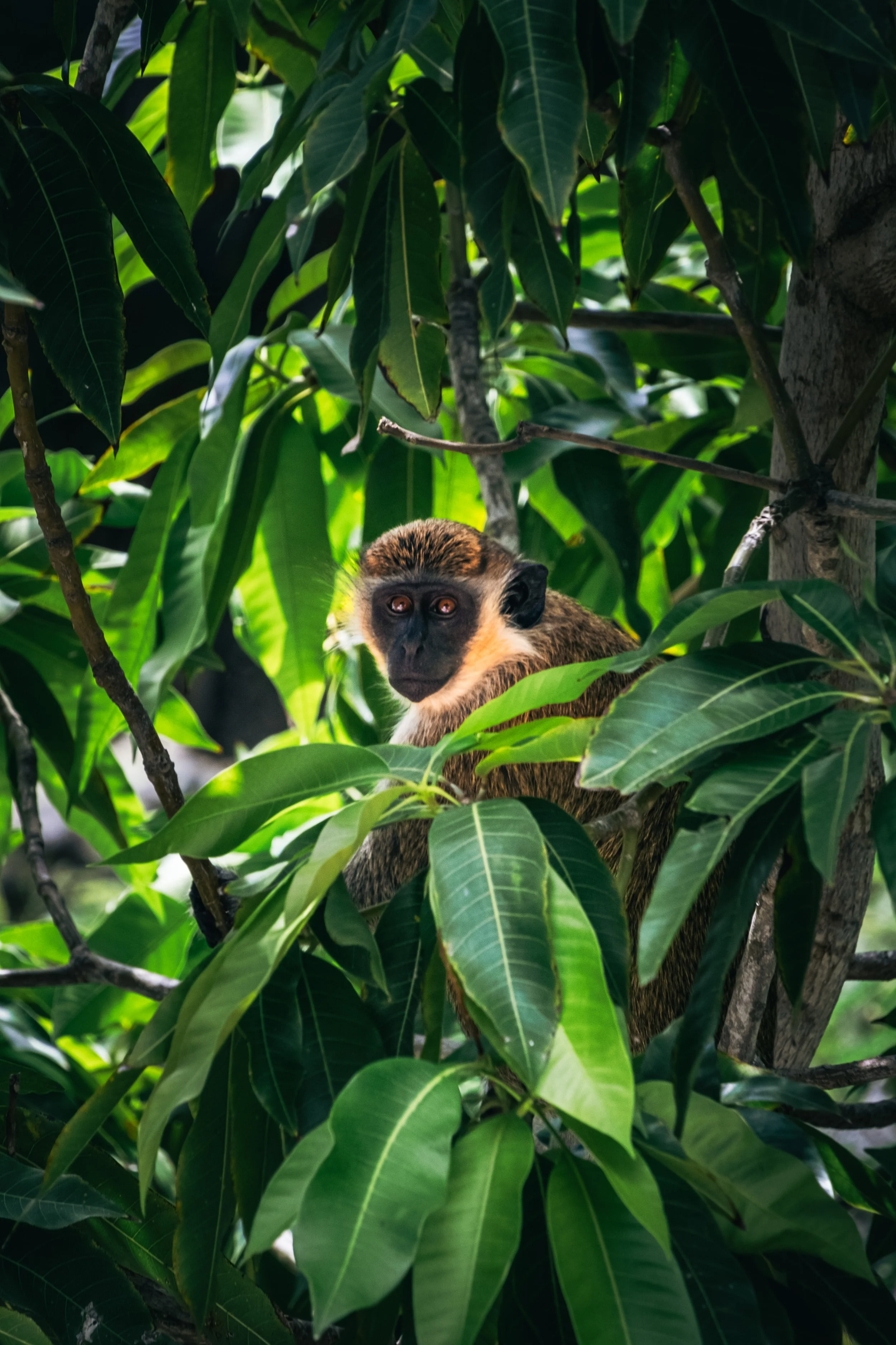 monkeys at home-08.JPG