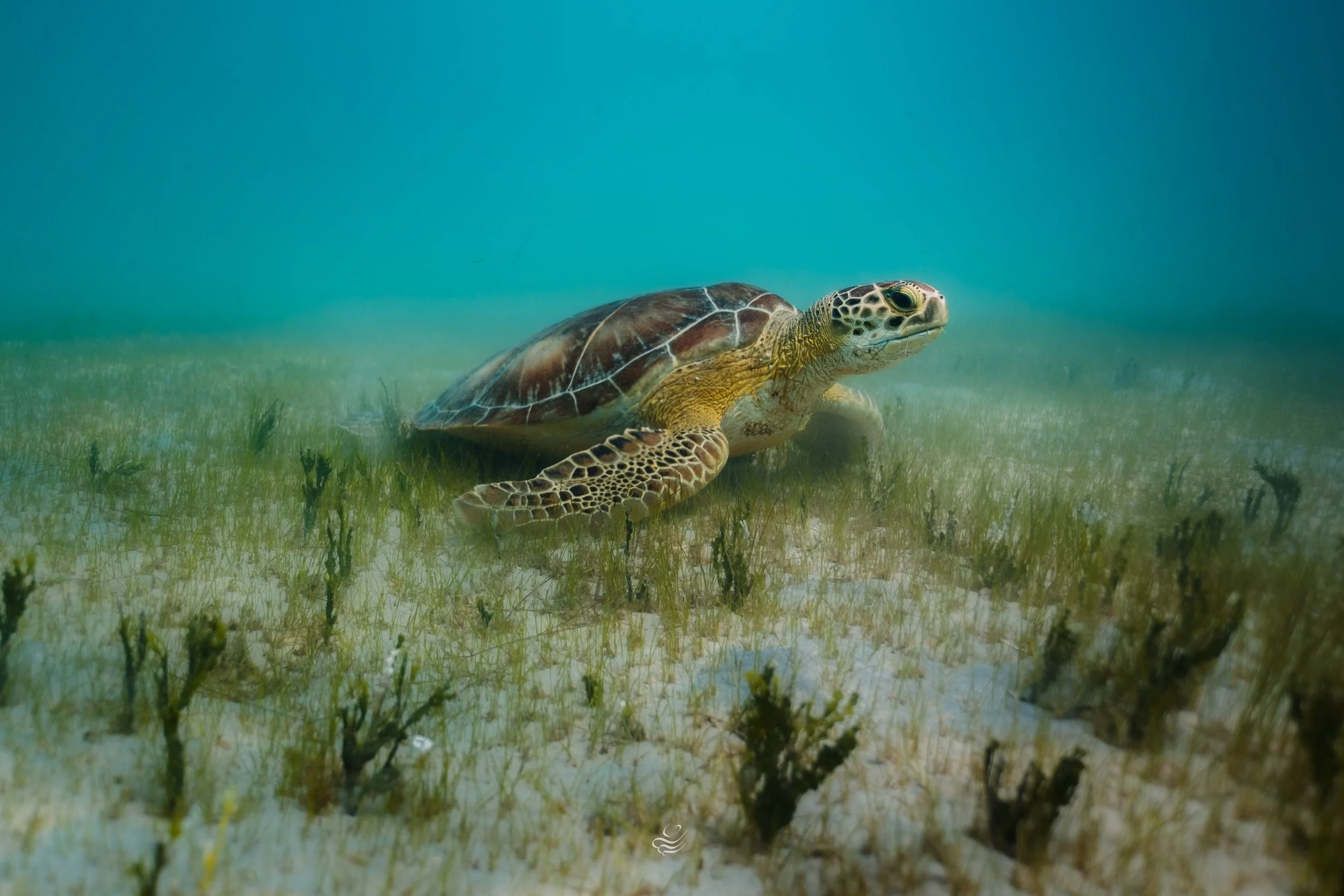 turtle tintamarre-4.jpg
