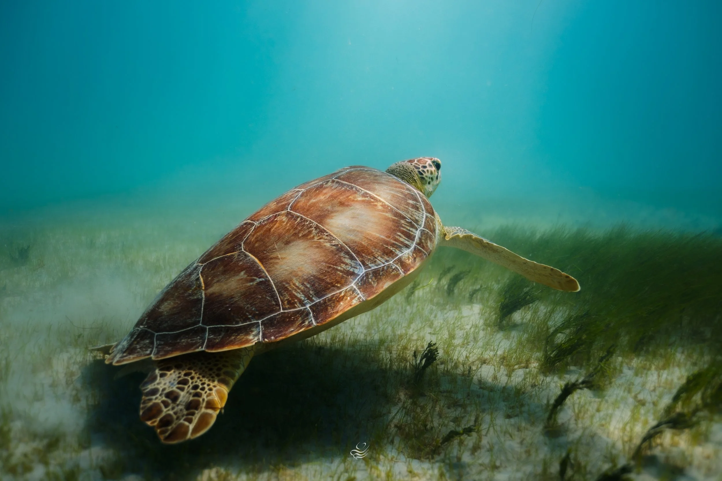 turtle tintamarre-5.jpg