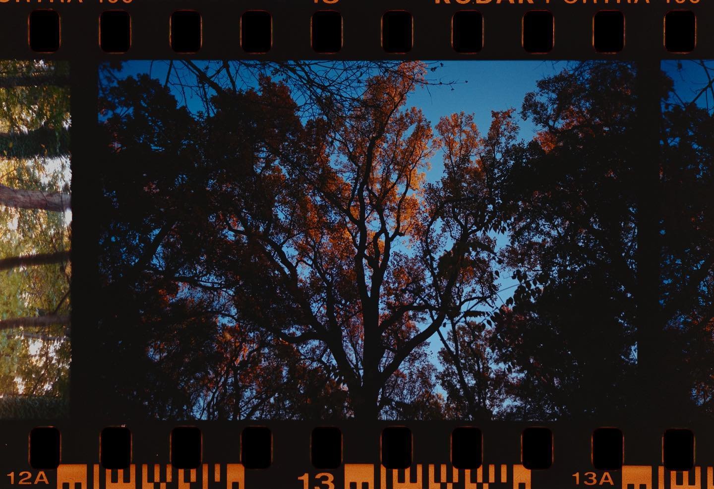 - Fall Trees -
Nikon FA 28mm f2.8
@kodak Porta 400 
.
Scanned with @negative.supply
On @fujifilmx_us GFX100S
Converted with @negativelabpro 

@nikonusa #filmisnotdead #kodak #kodakportra400 #kodakportra #filmphoto #nikonfa #treescape