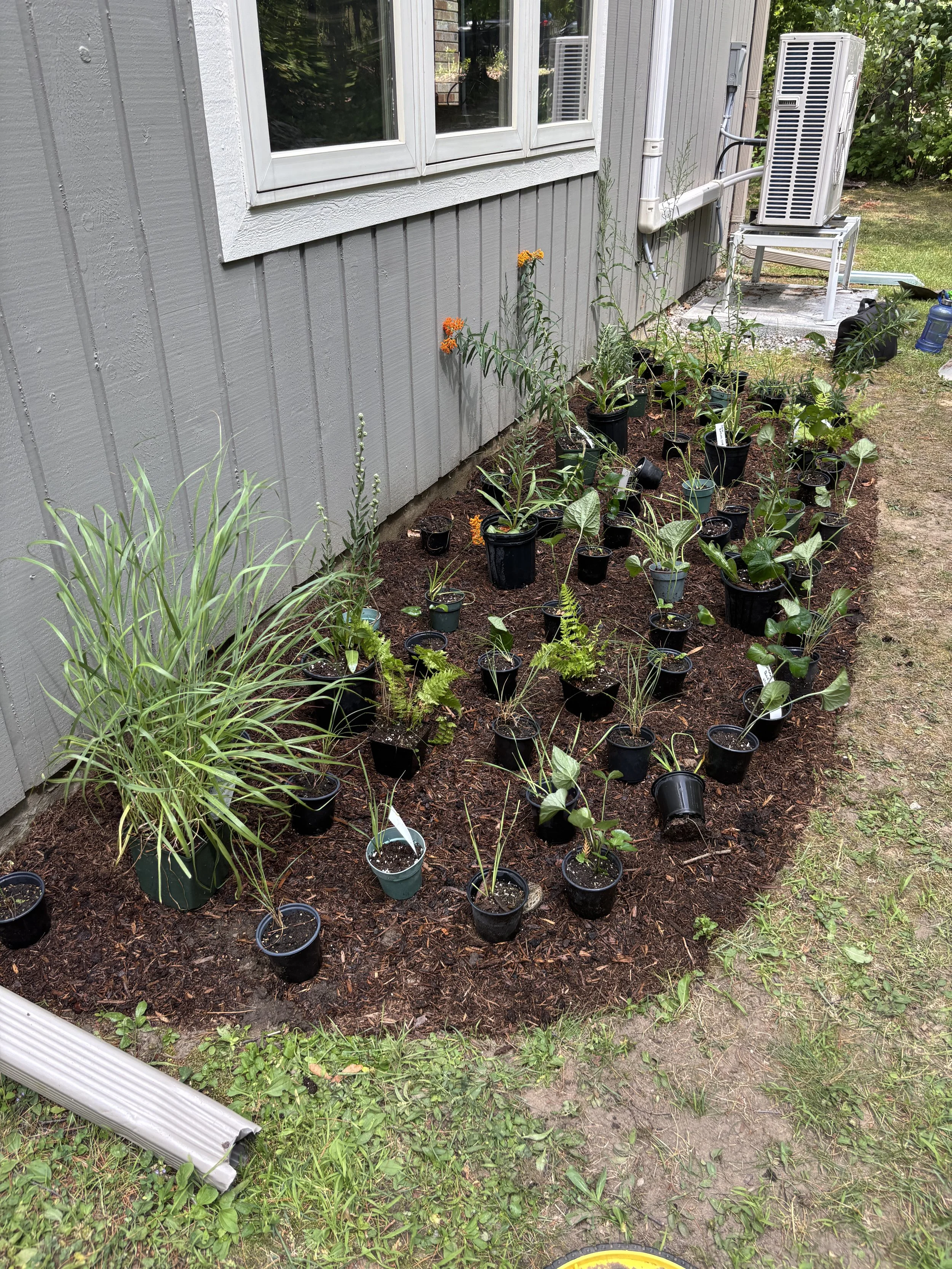 After-Creating a new foundation bed filled with native pollinator plants.