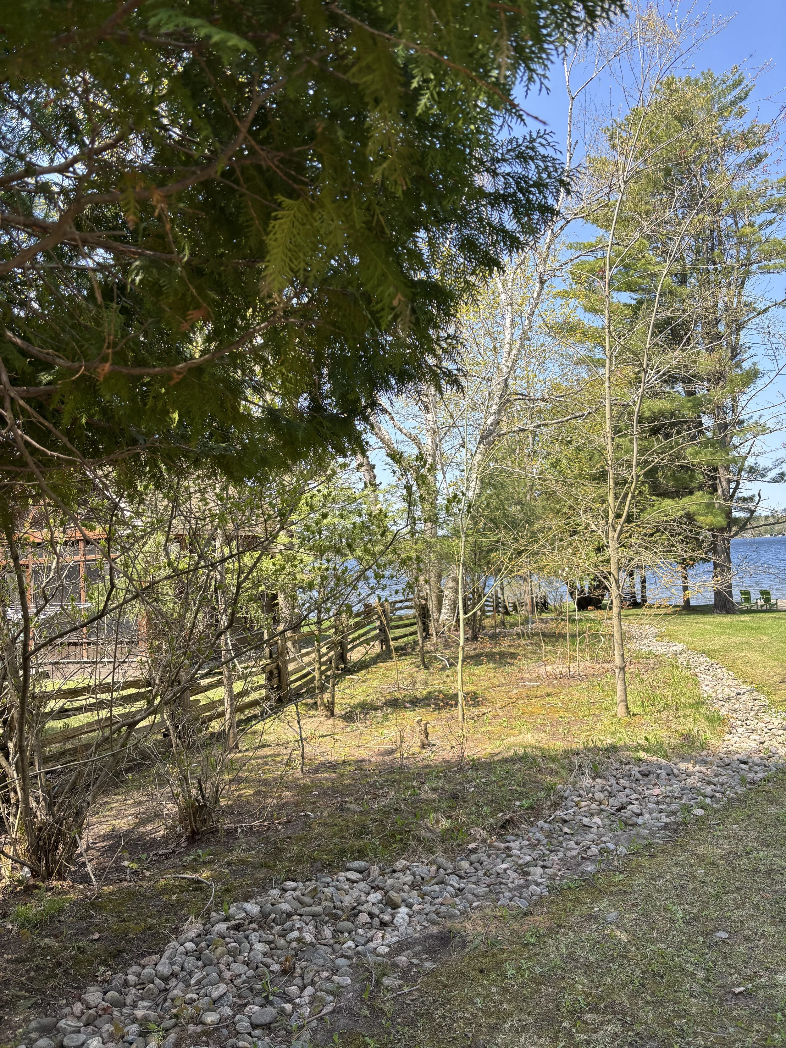 Before- Mini forest to create natural-looking privacy screen.