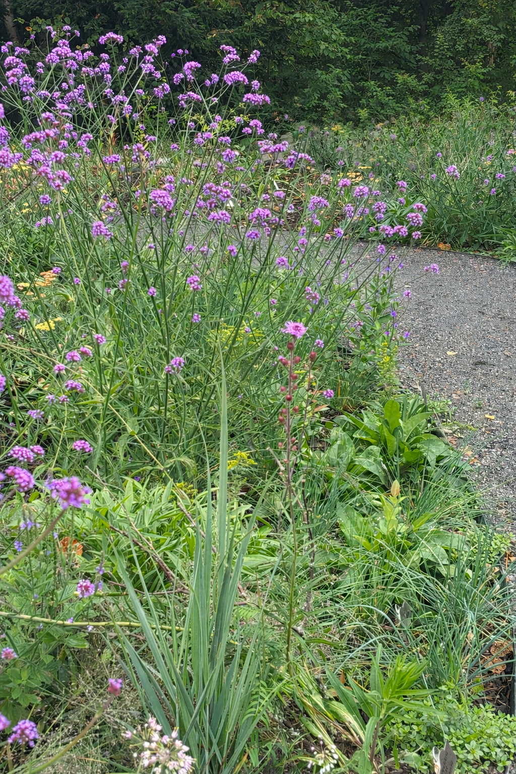 After- lawn replaced with pollinator garden and gravel path.  Mix of native plants, non-invasive ornamental plants and annuals. 2 months after installation.