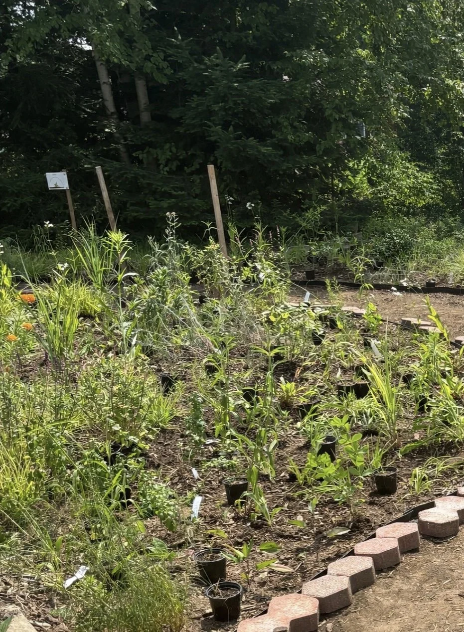 Before-lawn replaced with pollinator garden.  Showing placement of groundcover plants to fill in all gaps.