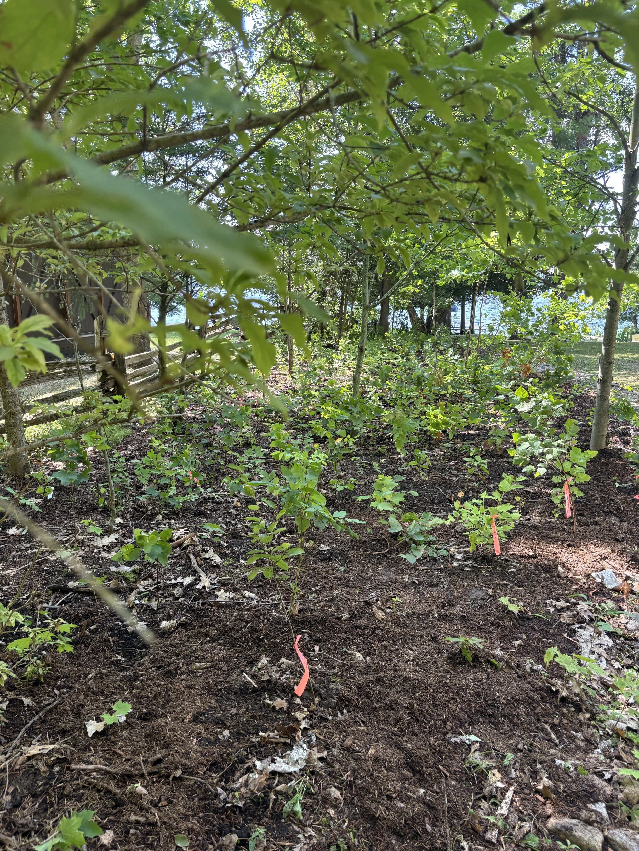 After-Mini forest to create natural-looking privacy screen. 1 month after installation.