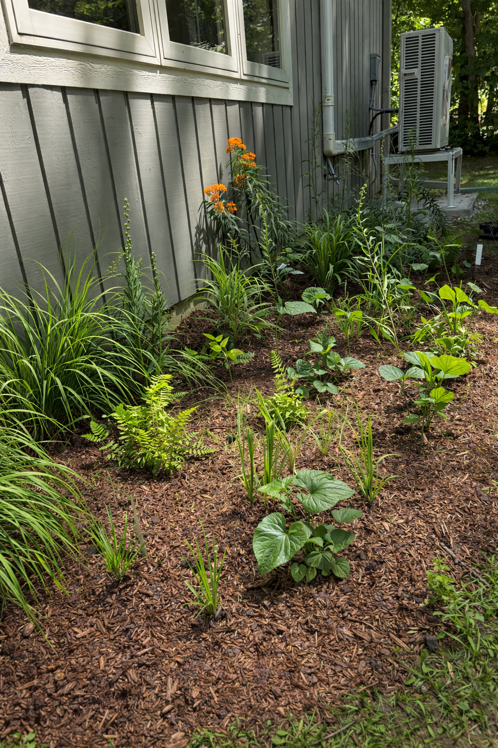 After-Creating a new foundation bed filled with native pollinator plants.