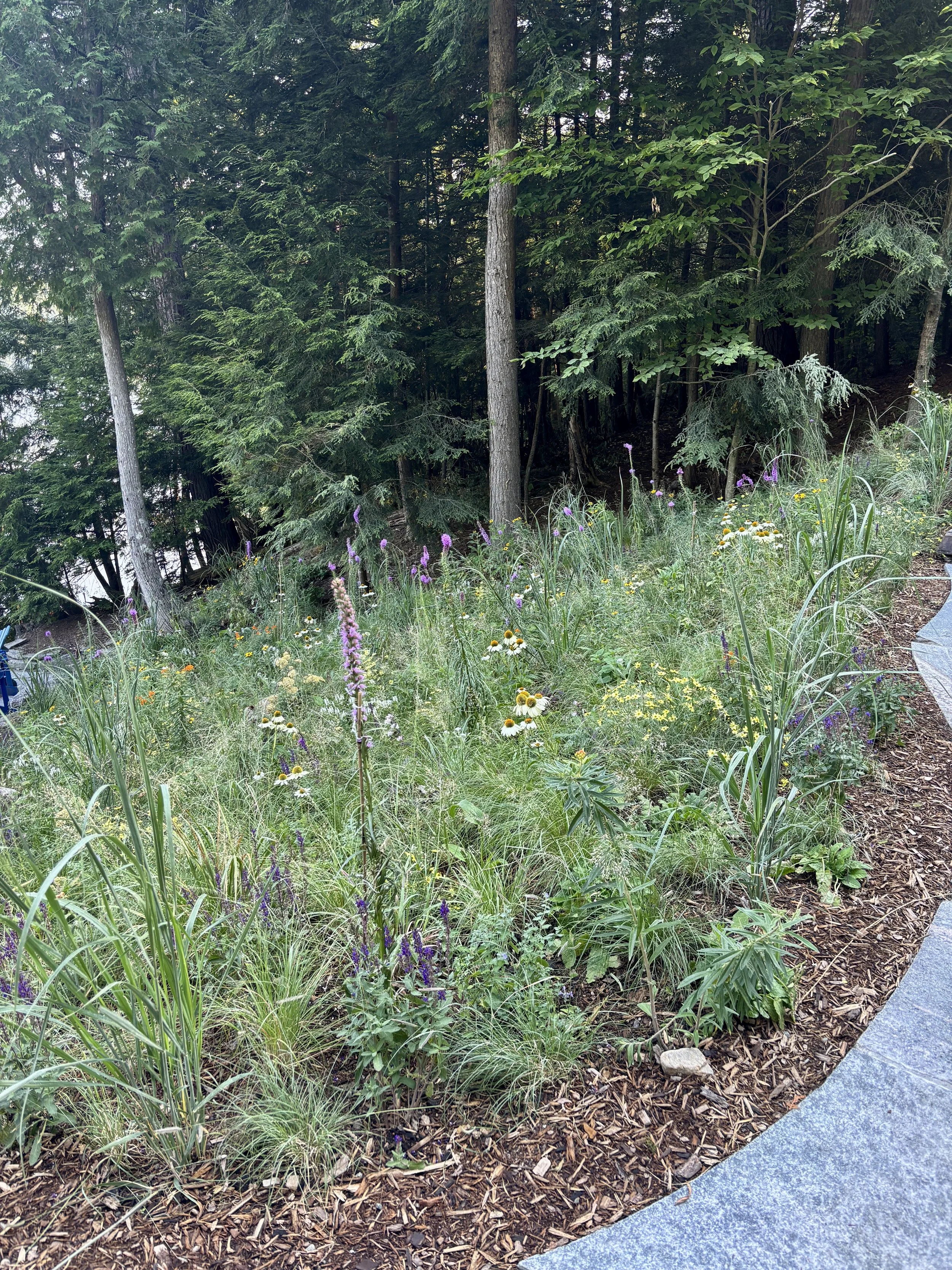 After-Shoreline naturalization -meadow inspired in Haliburton, Ontario. One month post-installation.