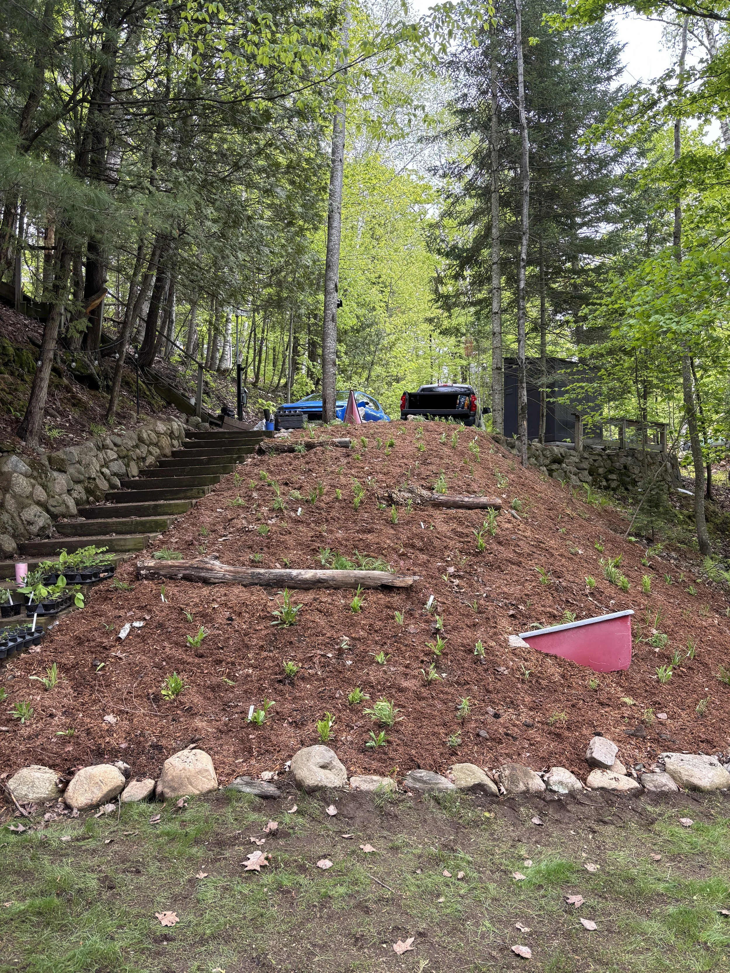 After-Slope stabilization using native plants. Immediately after installation.