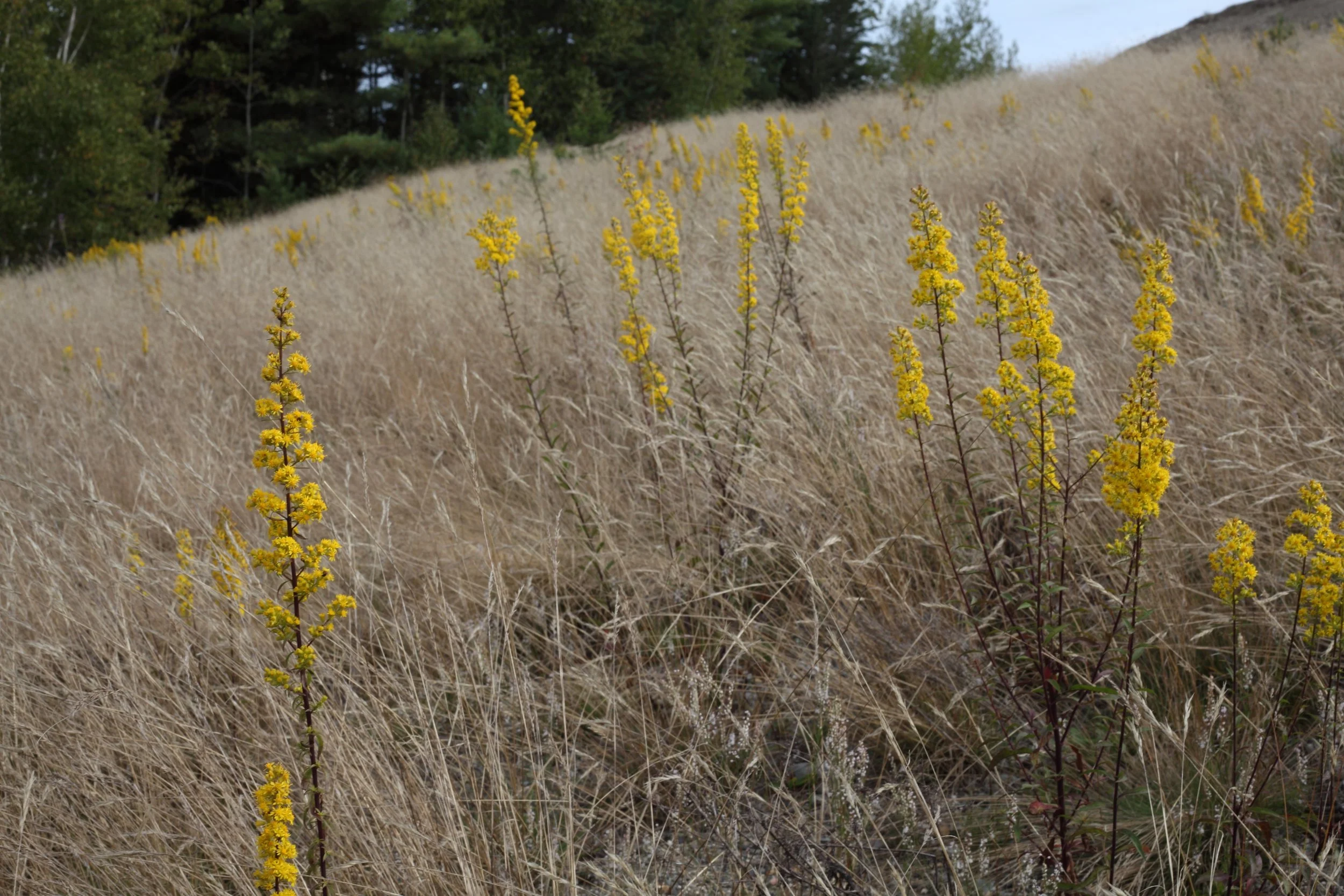 Downy goldenrod (Solidago puberula) with Red fescues on a sandy hillside at a local gravel pit. Learning how stress can be an asset in plant communities is a revelation. 
