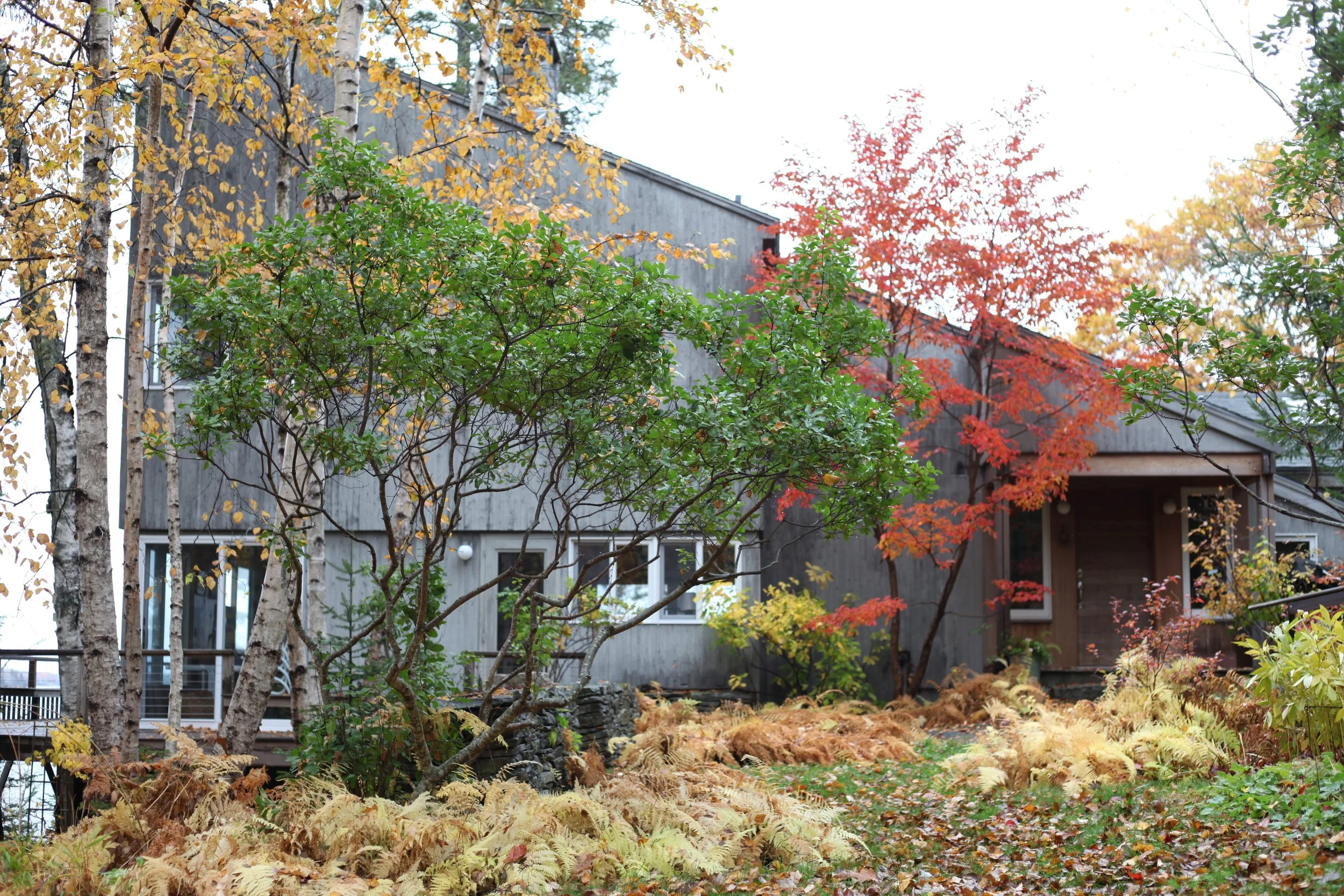 Informal, naturalistic plantings using native species compliment the modern architecture in this coastal woodland setting.